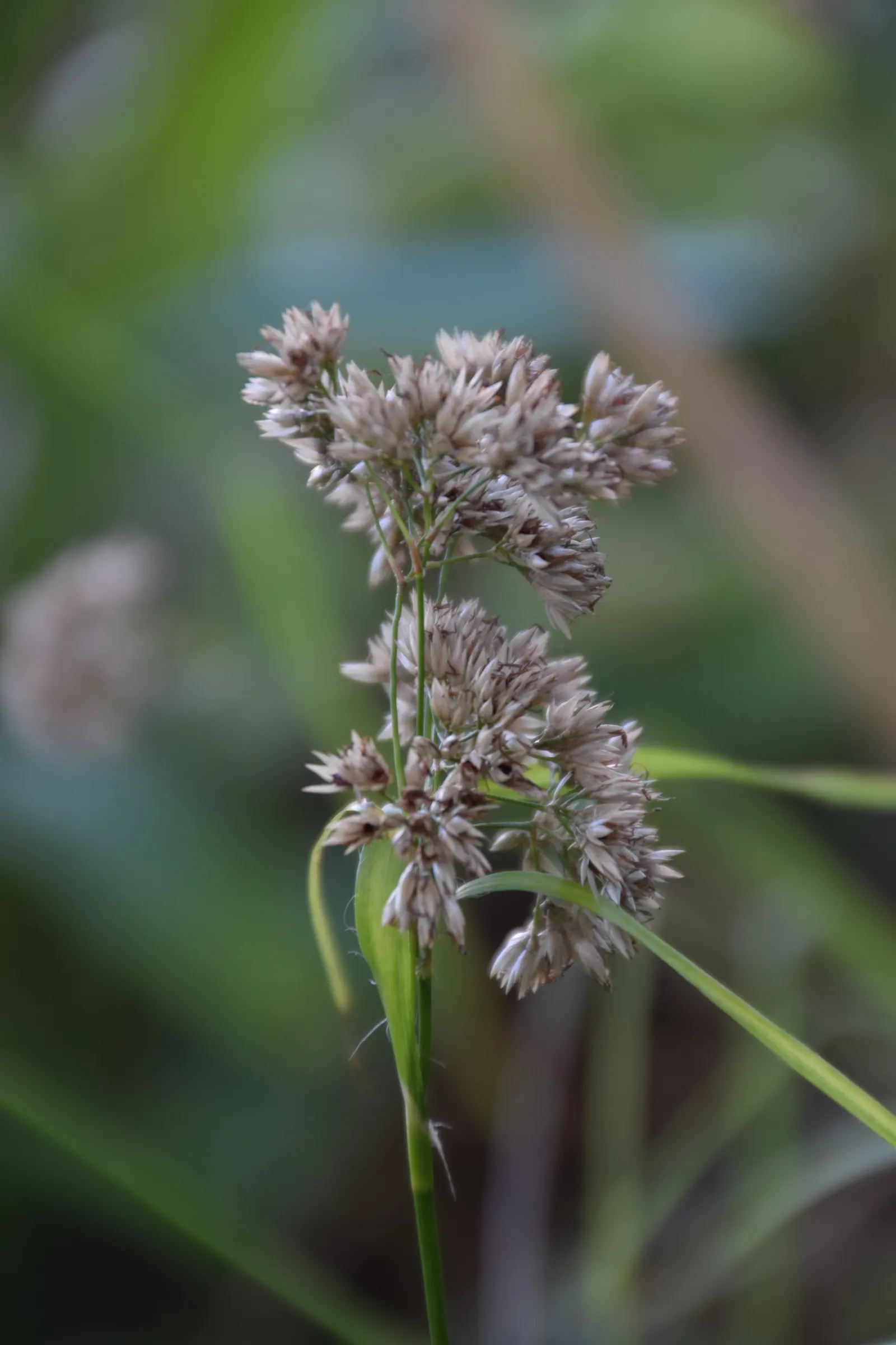 Snowy Wood Rush (Luzula Nivea) — This ornamental grass stands out with its tufted foliage and impressive