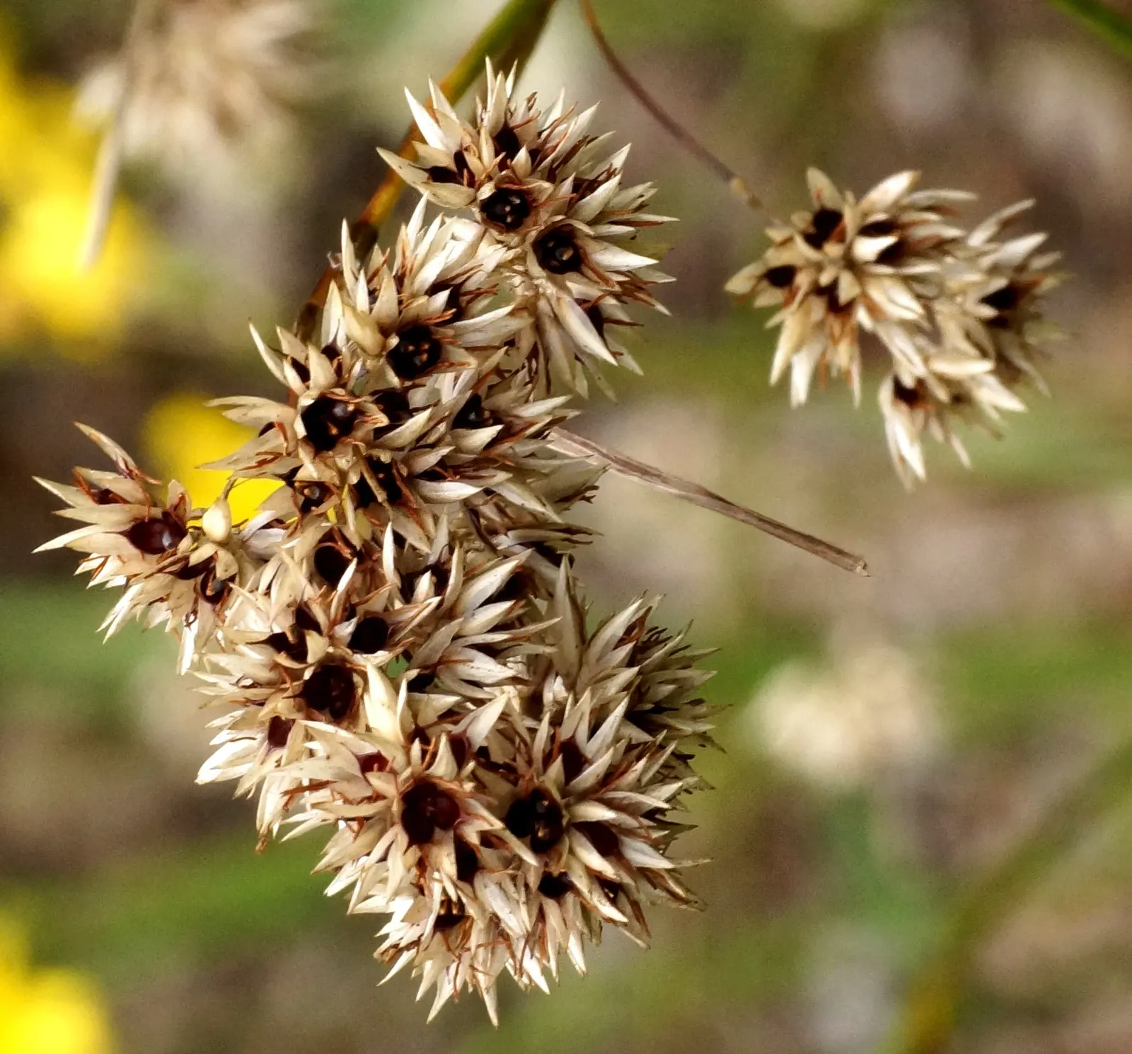 Snowy Wood Rush (Luzula Nivea) — Luzula nivea, or Snowy Wood Rush, graces gardens with its delicate white blooms