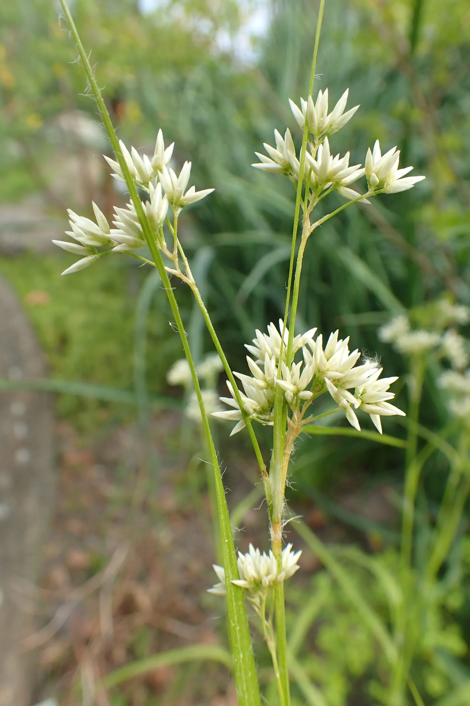 Snowy Wood Rush (Luzula Nivea) — clump-forming perennial that brings a touch of elegance to any garden space
