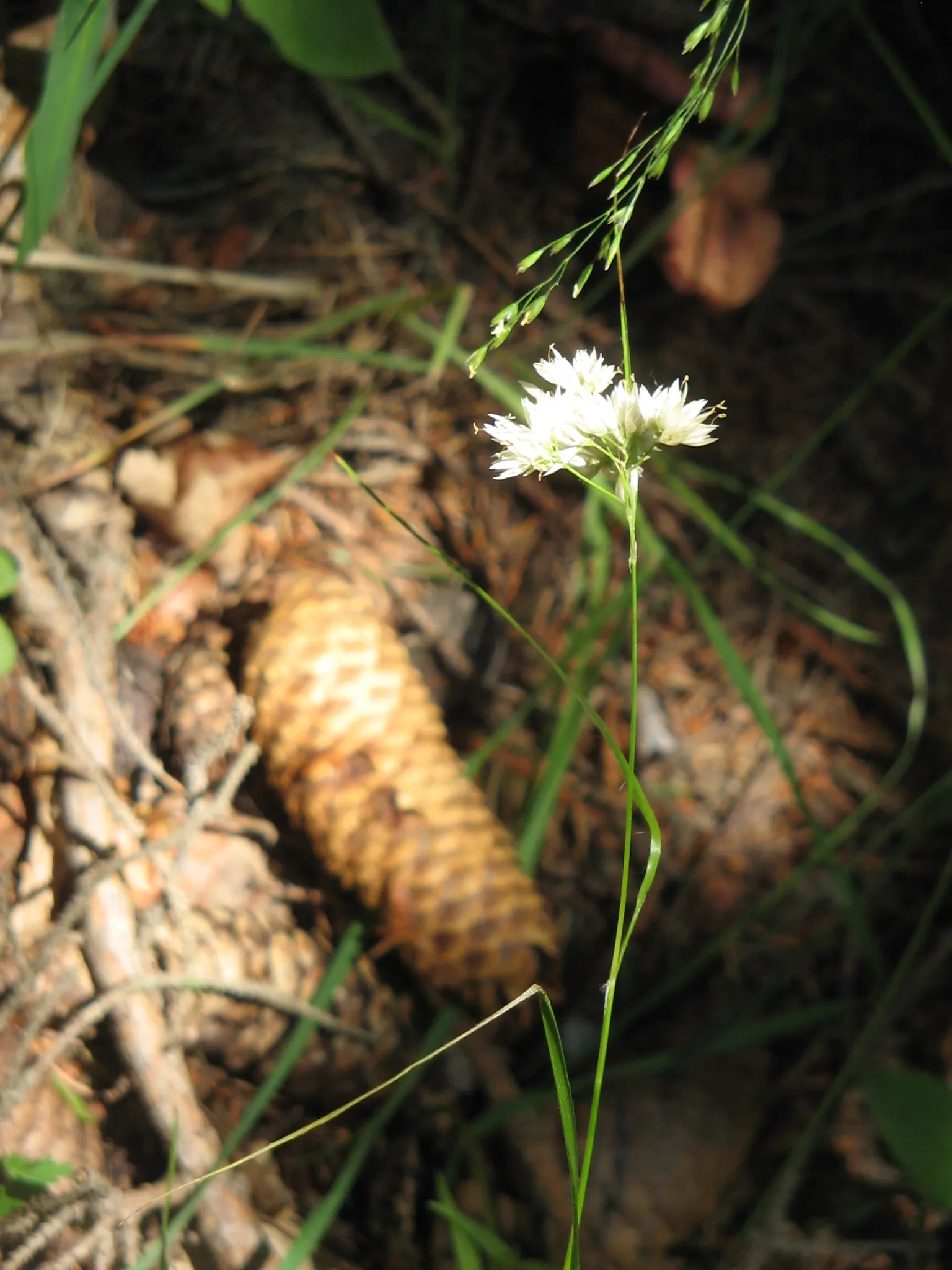 Snowy Wood Rush (Luzula Nivea) — creating a dense mound of slender