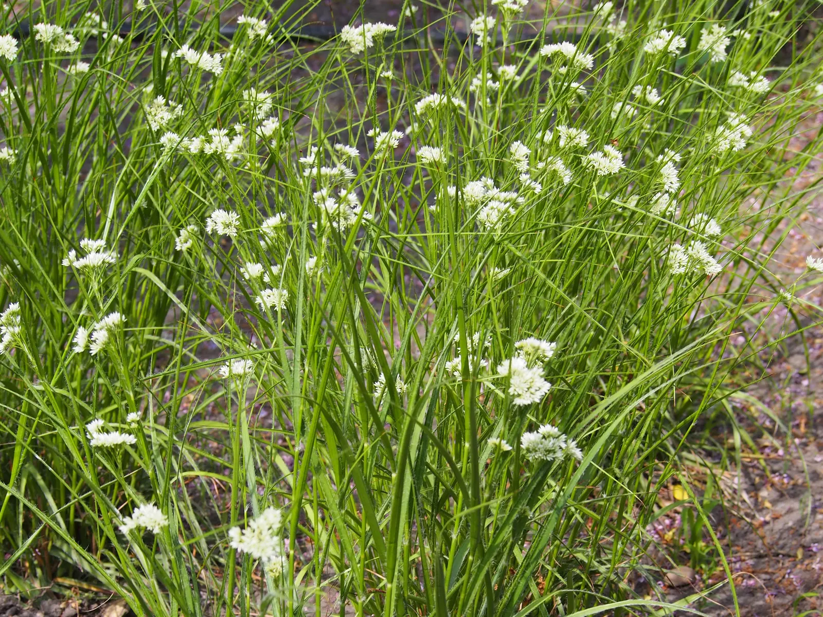 Snowy Wood Rush (Luzula Nivea) — It prefers well-drained soil with consistent moisture