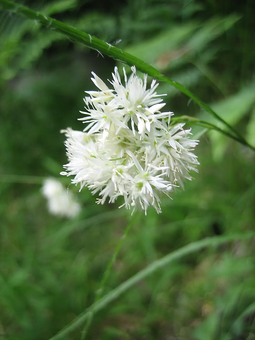 Snowy Wood Rush (Luzula Nivea) — Luzula nivea thrives in partial to full shade; grass with white blooms