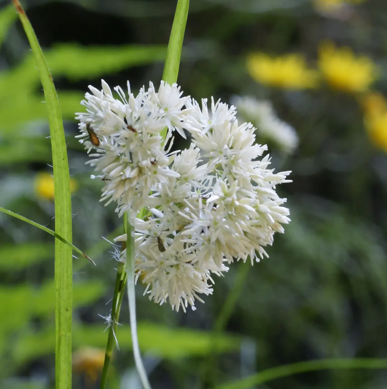 Snowy Wood Rush (Luzula Nivea) — Preferring well-drained soil, it's hardy to Zone 4