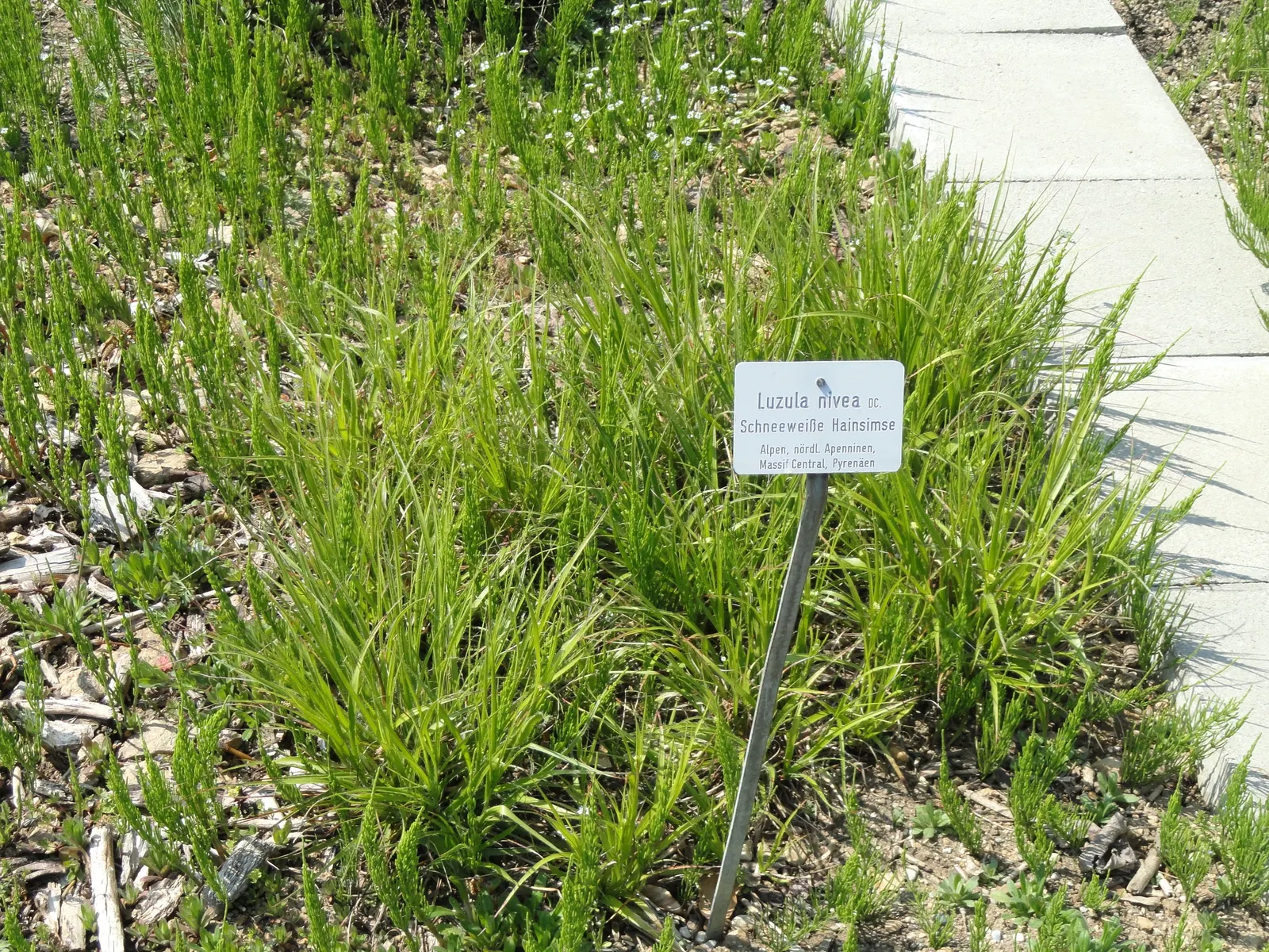 Snowy Wood Rush (Luzula Nivea) — star-like flowers atop slender stalks; more commonly known as Snowy Wood Rush