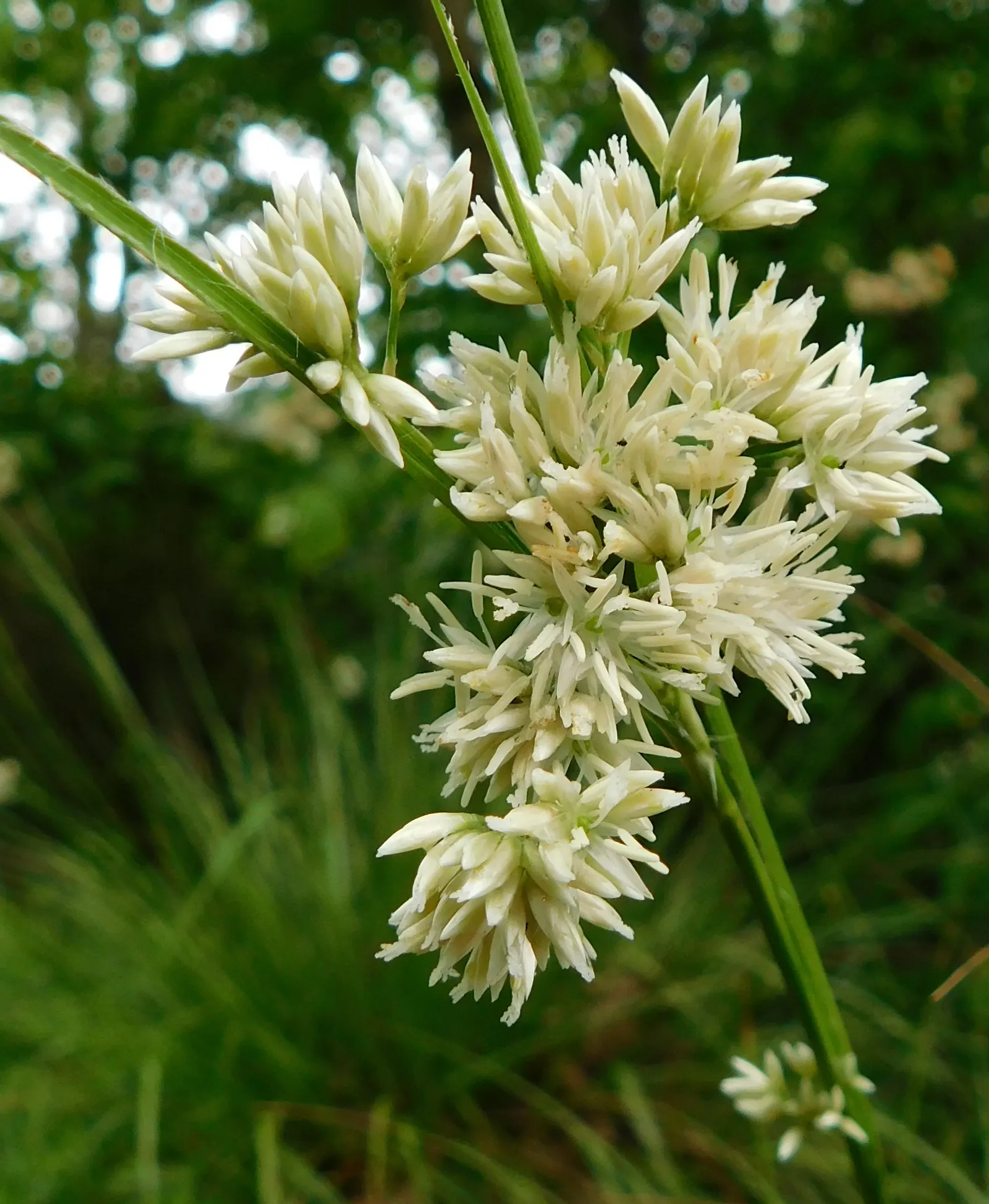 Snowy Wood Rush (Luzula Nivea) — In late spring to early summer; which can rise 6 to 8 inches above the foliage.<br><br>Adaptable and hardy in USDA zones 4