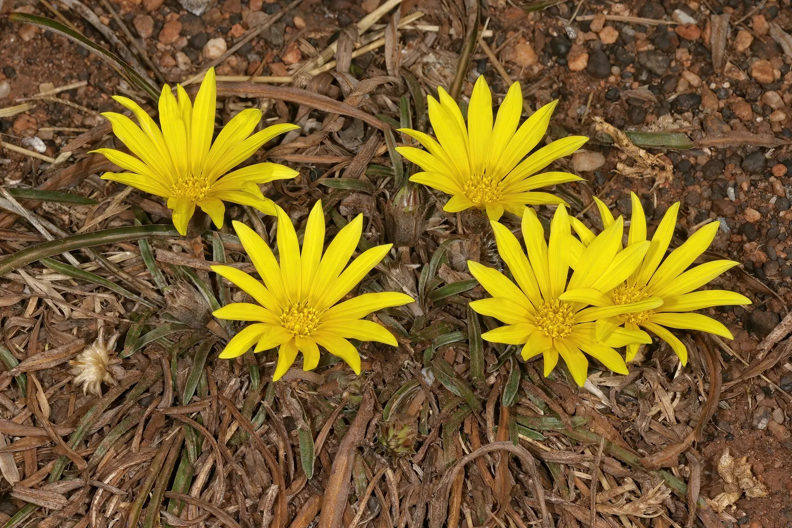 Kreb's African Daisy (Gazania Krebsiana) — making it an eco-friendly choice for water-conscious landscapes.<br><br>The plant's foliage