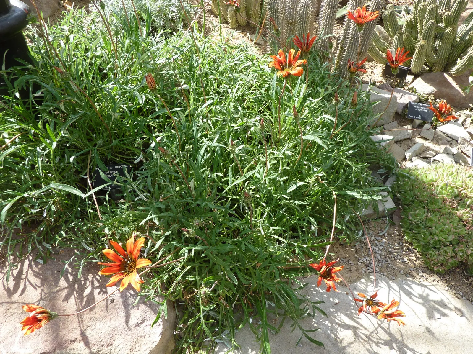 Kreb's African Daisy (Gazania Krebsiana) — With a spread of 6-10 inches and a height reaching up to 10 inches