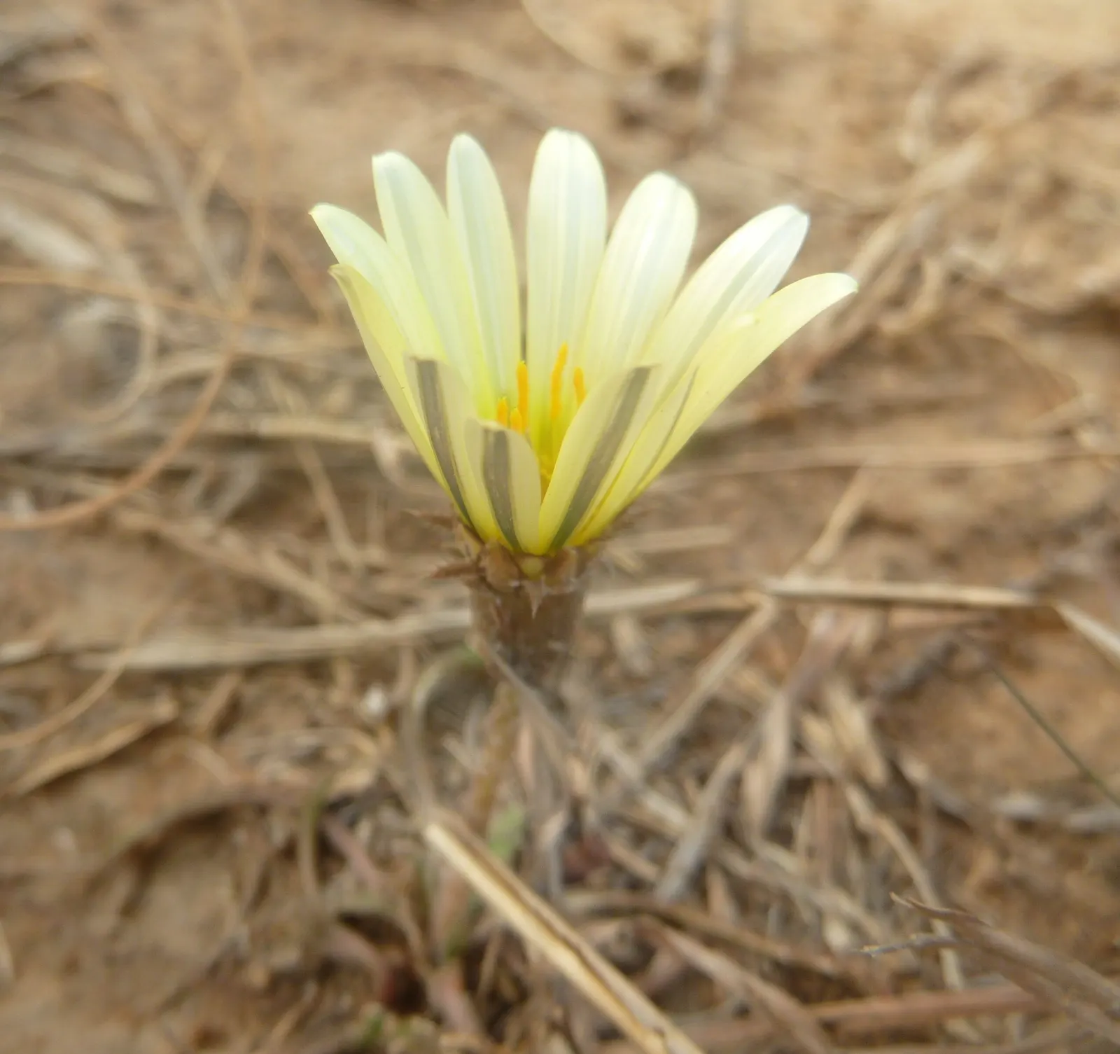 Kreb's African Daisy (Gazania Krebsiana) — Krebs' African Daisy requires minimal water once established