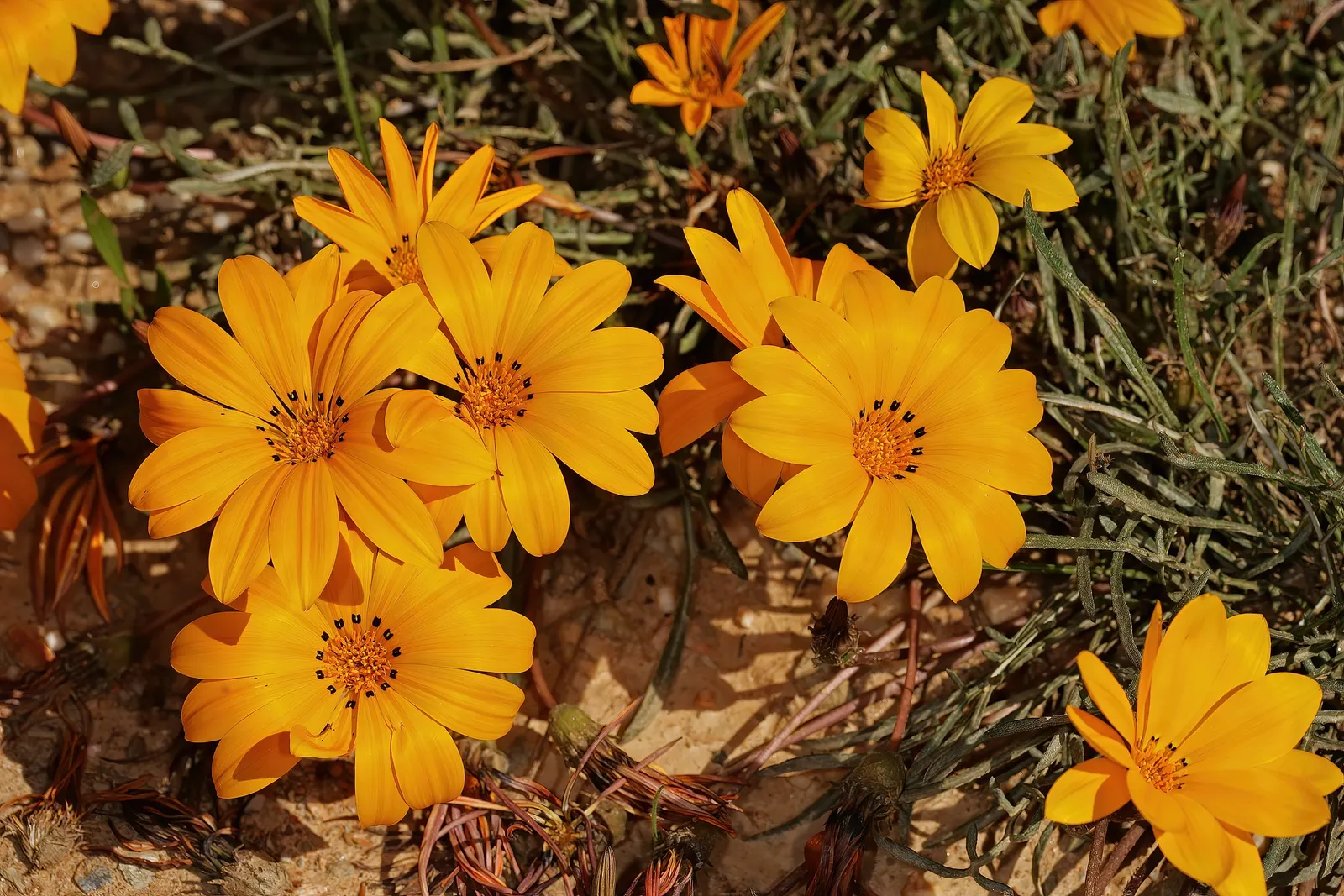 Kreb's African Daisy (Gazania Krebsiana) — measuring up to 3 inches across