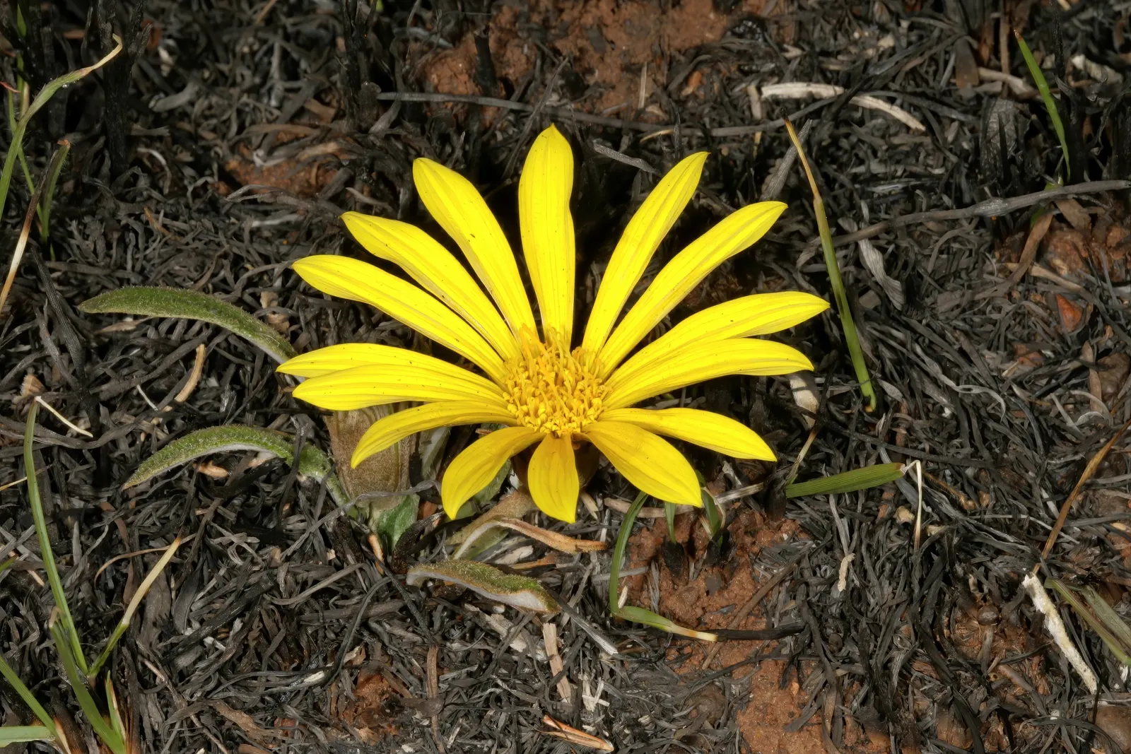 Kreb's African Daisy (Gazania Krebsiana) — It reaches a height of approximately 6 to 10 inches and spreads around 8 to 10 inches