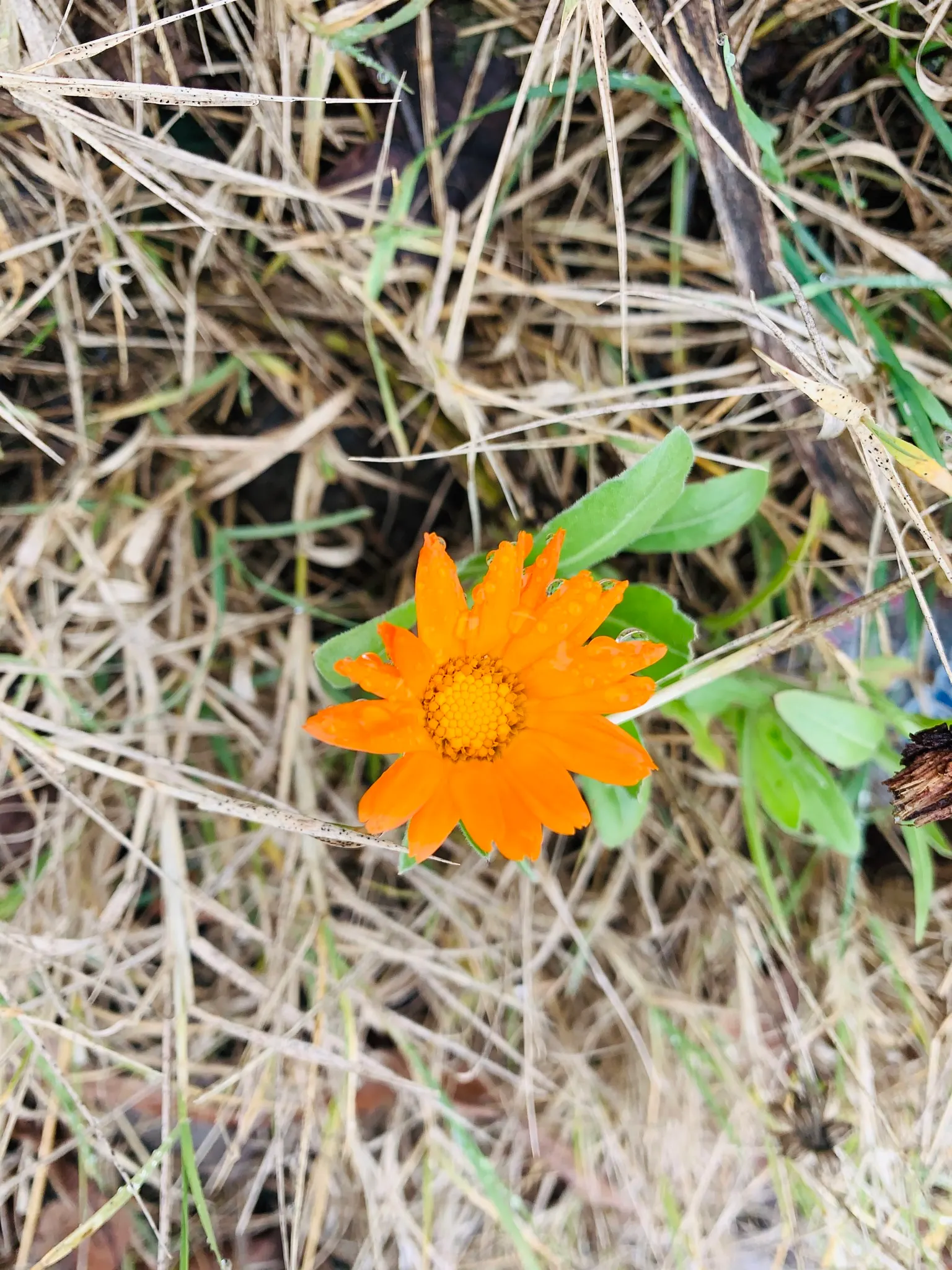 Kreb's African Daisy (Gazania Krebsiana) — bright yellow-orange blooms