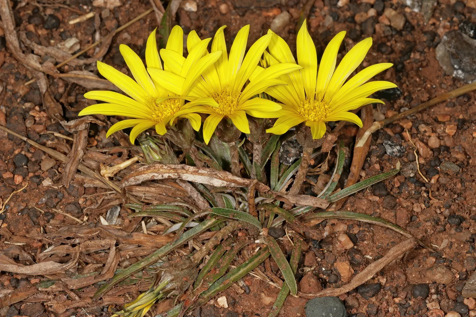 Kreb's African Daisy (Gazania Krebsiana) — it is an excellent choice for attracting pollinators such as bees and butterflies