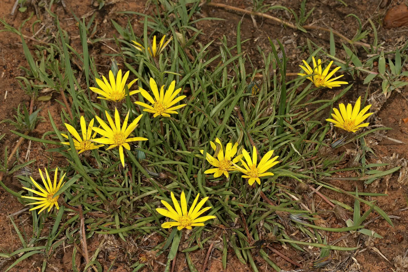 Kreb's African Daisy (Gazania Krebsiana) — consider grouping Gazania krebsiana in clusters to achieve a carpet of color