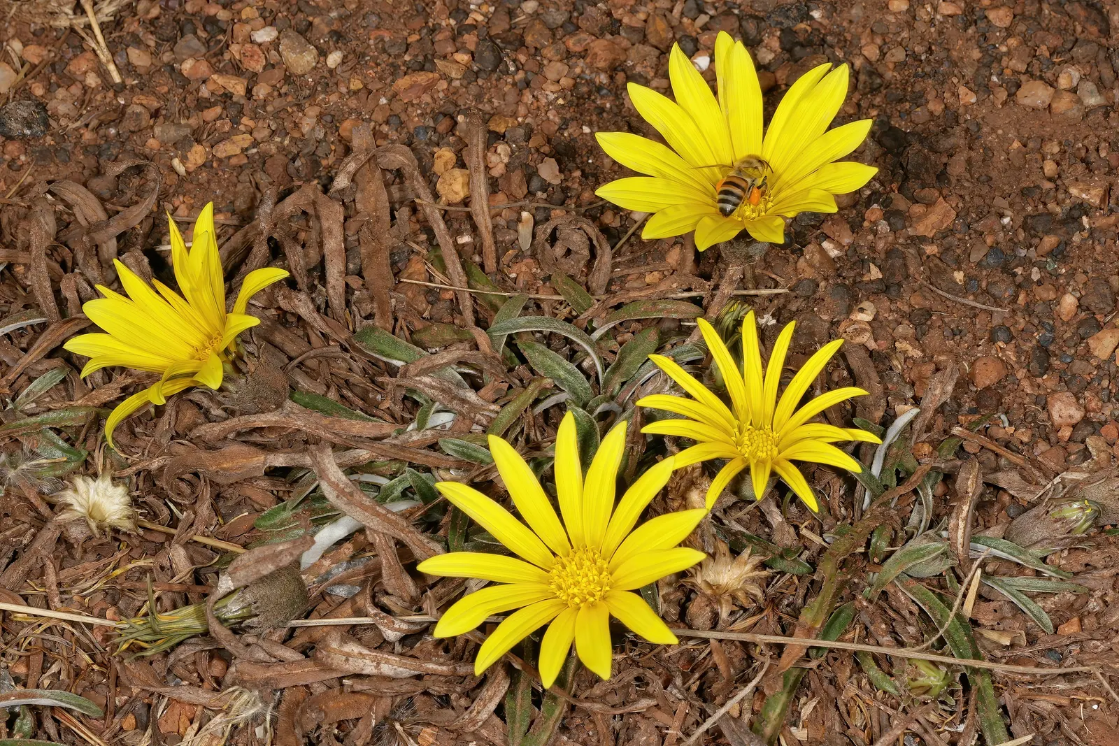 Kreb's African Daisy (Gazania Krebsiana) — concentric patterns ranging from rich yellows to deep oranges