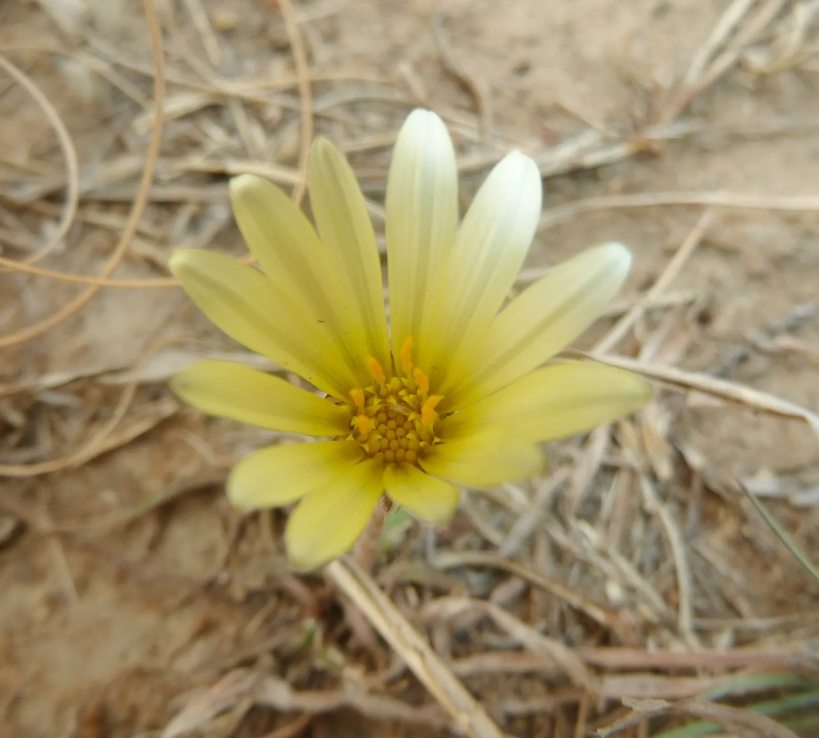 Kreb's African Daisy (Gazania Krebsiana) — colloquially known as Krebs' African Daisy