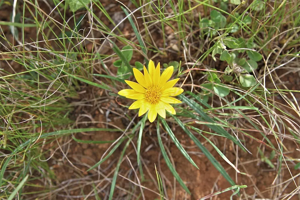 Kreb's African Daisy (Gazania Krebsiana) — consists of lance-shaped leaves that can reach up to 4 inches in length