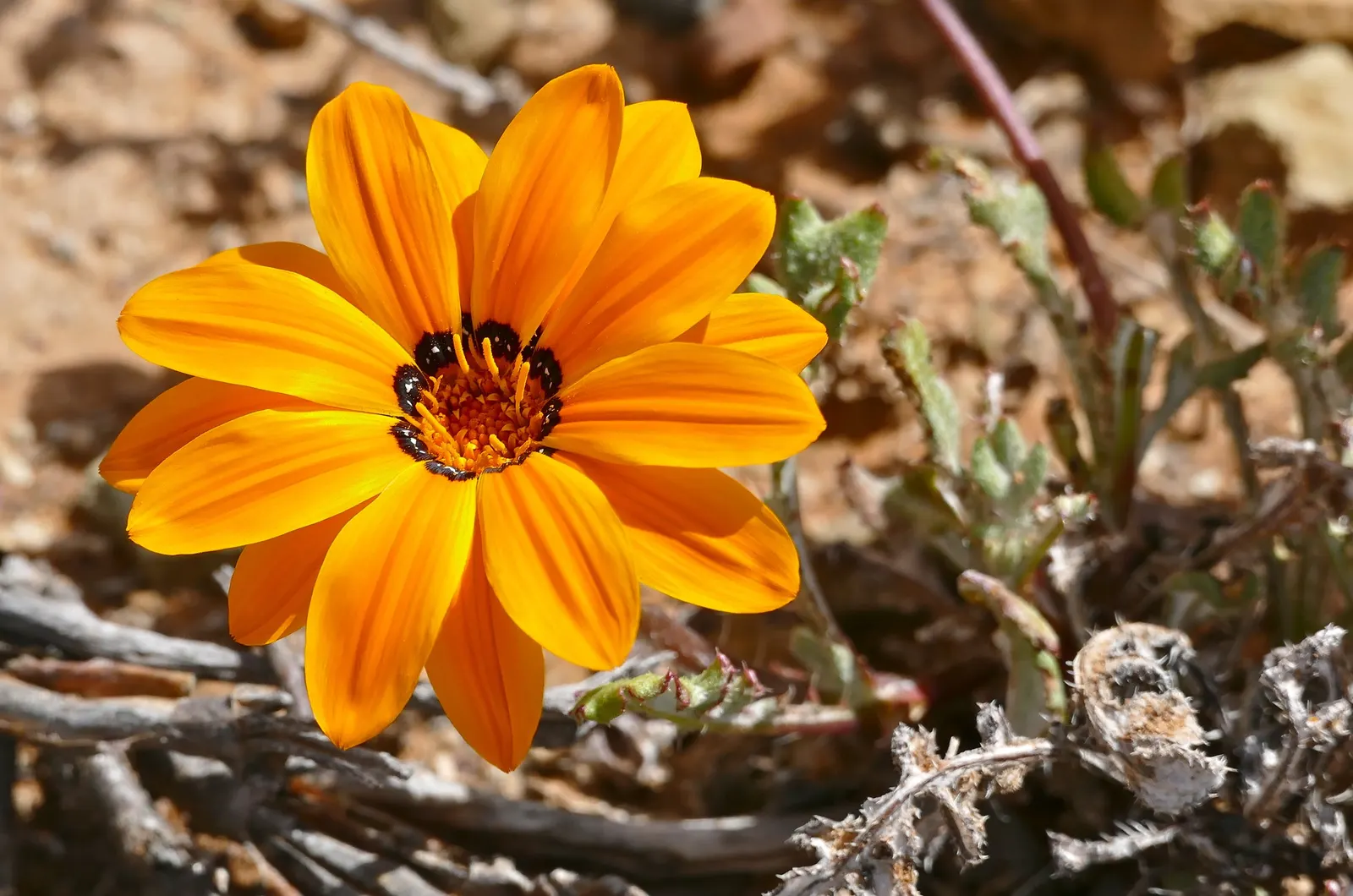 Kreb's African Daisy (Gazania Krebsiana) — providing a burst of color from late spring through fall