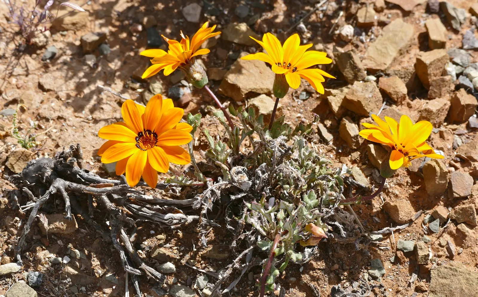 Kreb's African Daisy (Gazania Krebsiana) — this sun-loving daisy flourishes in USDA zones 9-11