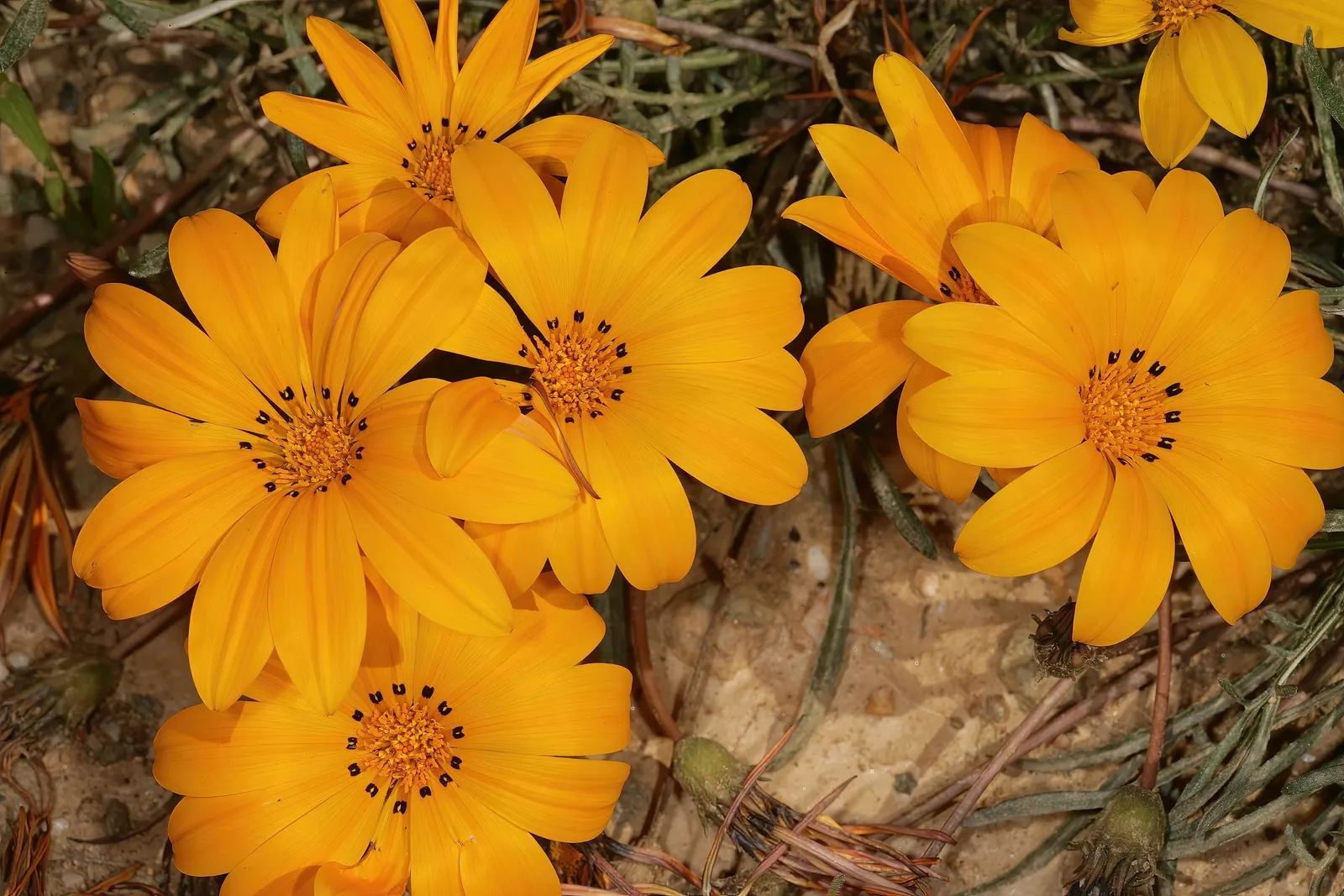 Kreb's African Daisy (Gazania Krebsiana) — adding an element of dynamism to the garden setting.<br><br>When planning your landscape