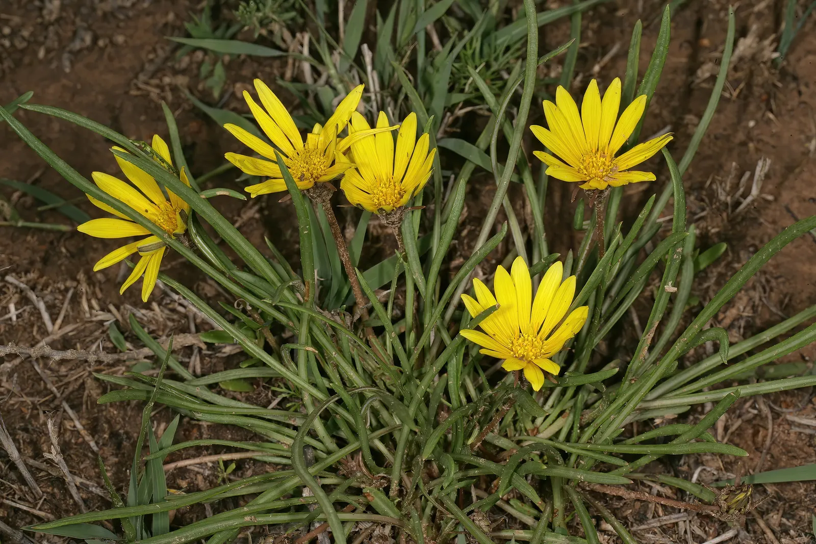 Kreb's African Daisy (Gazania Krebsiana) — or use them as a border plant to delineate paths and garden sections