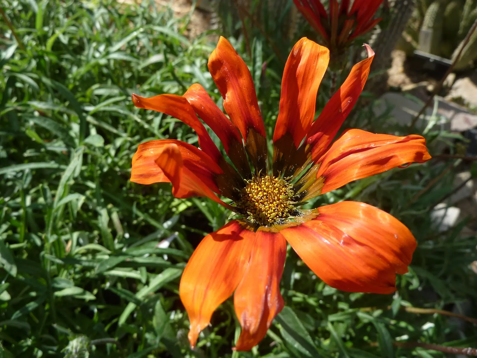 Kreb's African Daisy (Gazania Krebsiana) — Its drought tolerance and preference for well-drained soil make it ideal for rock gardens