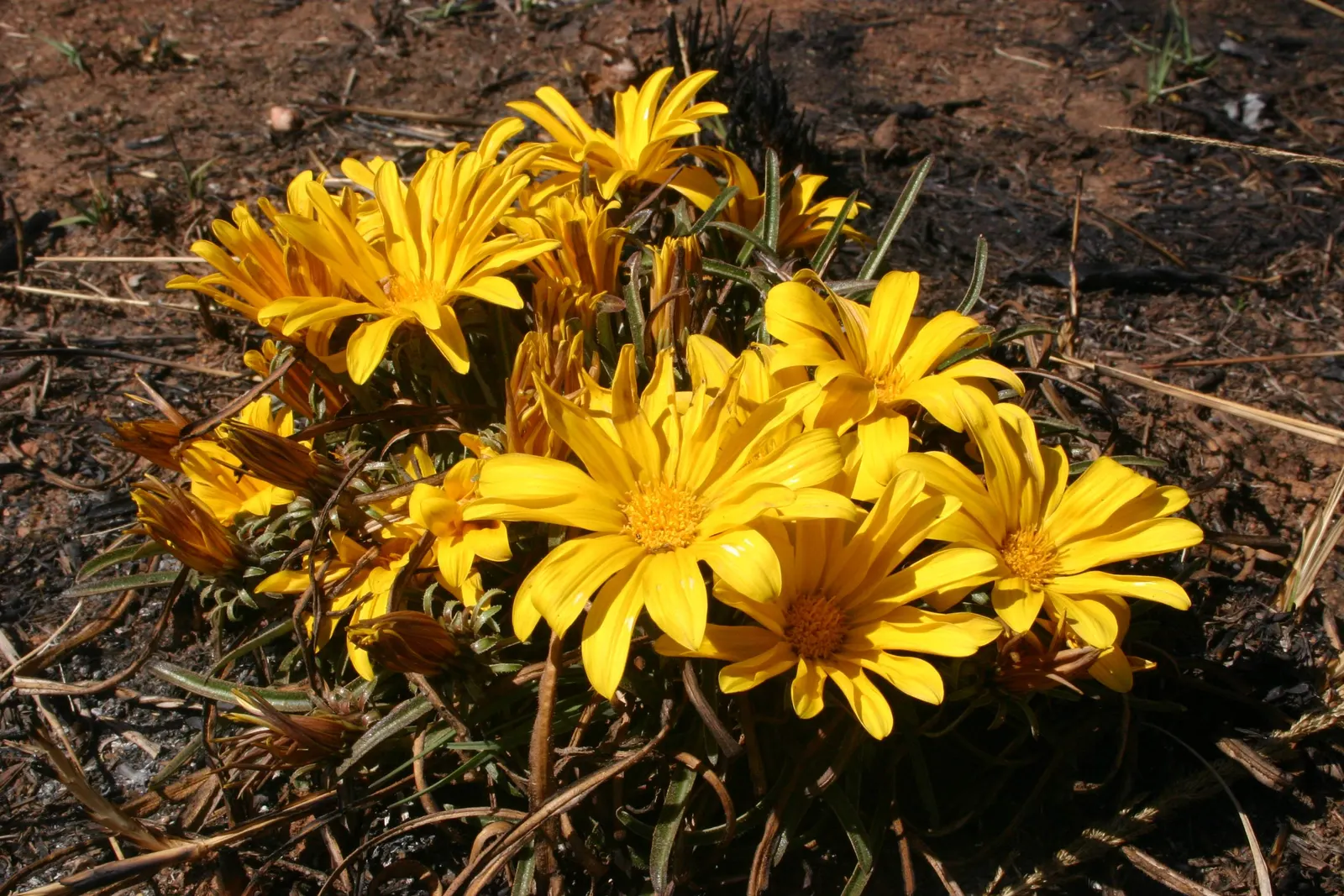 Kreb's African Daisy (Gazania Krebsiana) — though it thrives in warmer regions with access to full sun