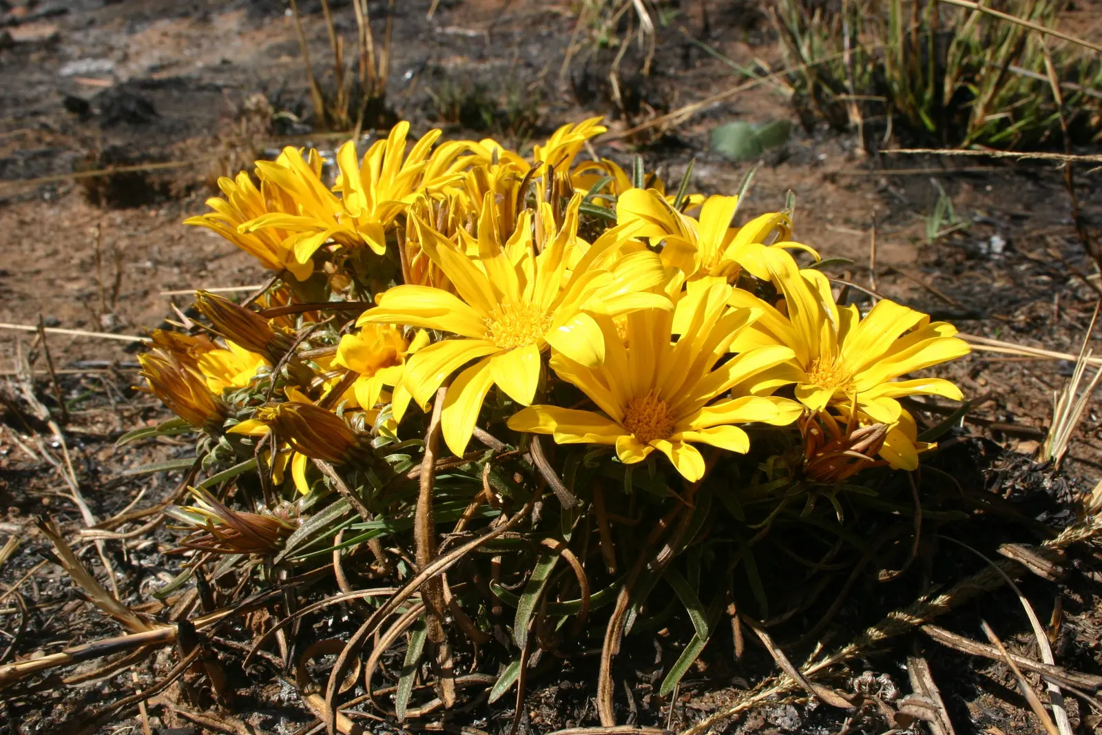 Kreb's African Daisy (Gazania Krebsiana) — is an evergreen perennial that adds a burst of color to any landscape design