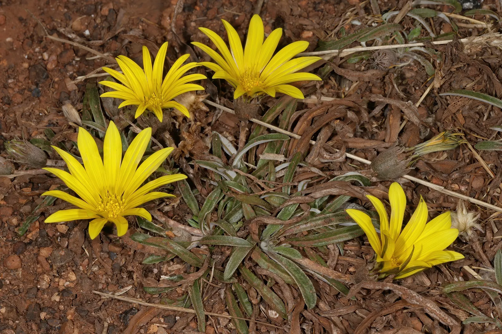 Kreb's African Daisy (Gazania Krebsiana) — this robust plant is well-suited to a variety of climates