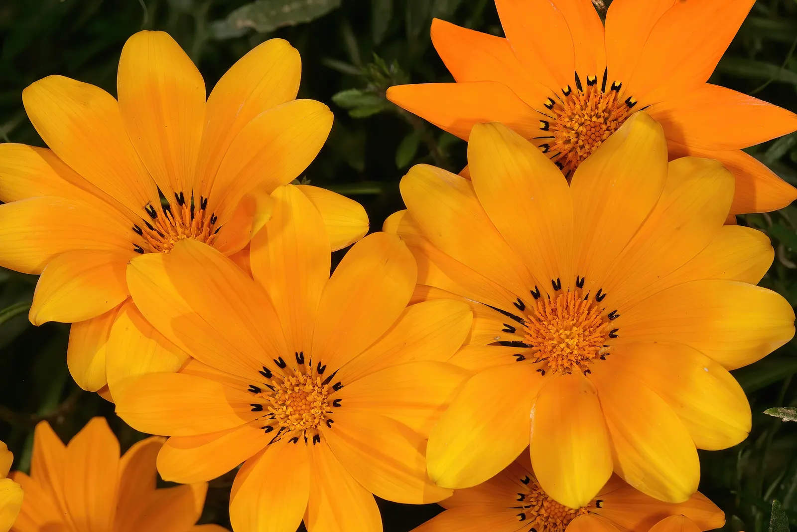 Kreb's African Daisy (Gazania Krebsiana) — showcases a spectrum of colors - often with bold