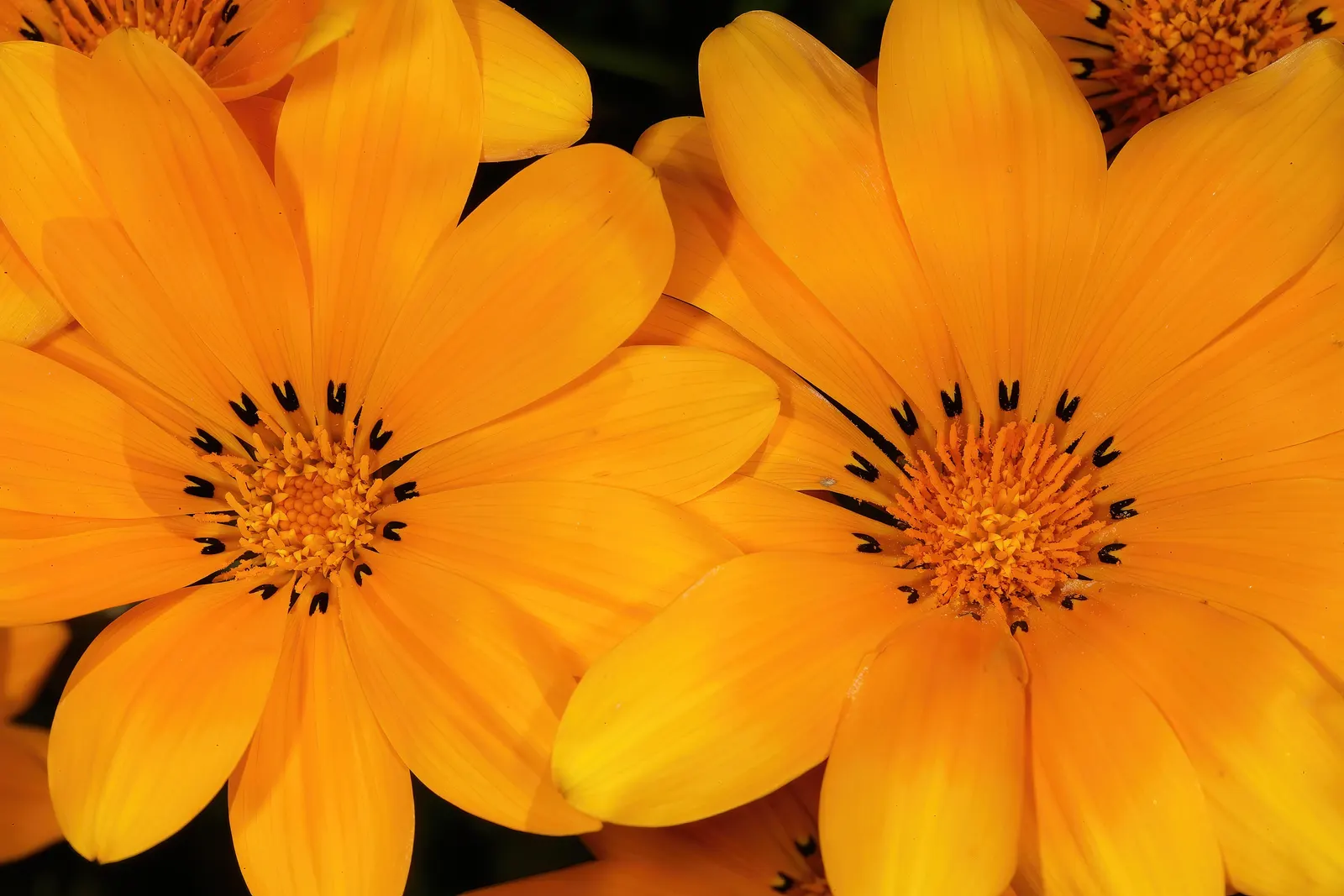 Kreb's African Daisy (Gazania Krebsiana) — making it an ideal plant for ground cover or to provide splashes of color between other foliage in the design