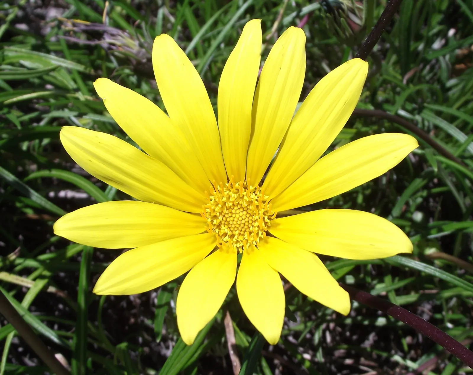 Kreb's African Daisy (Gazania Krebsiana) — The Gazania krebsiana's standout feature, however, is its vibrant flowers