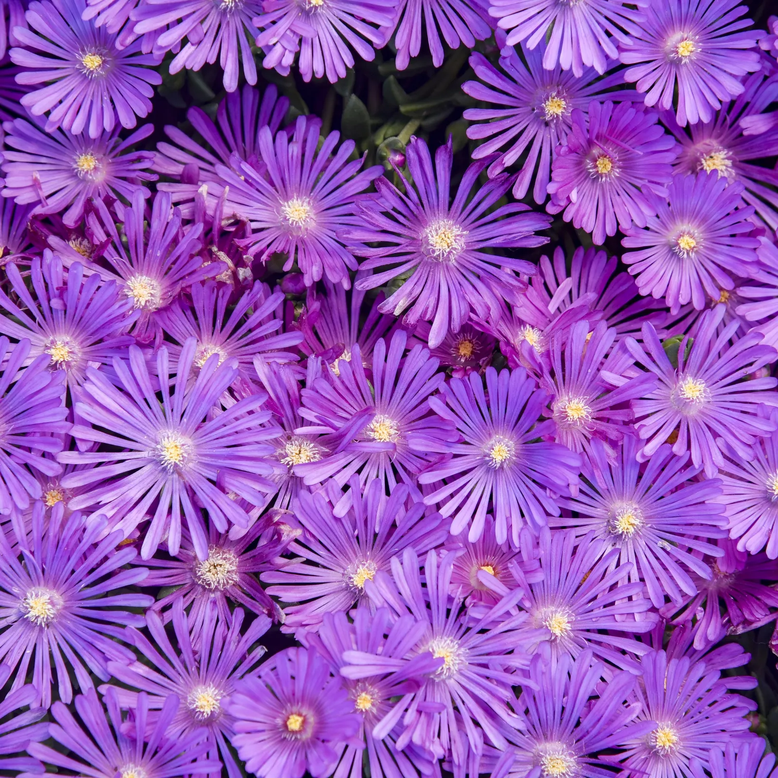 'Orchid Flash' Hardy Ice Plant (Delosperma hybrid) — Delosperma hybrid 'Orchid Flash' is a low