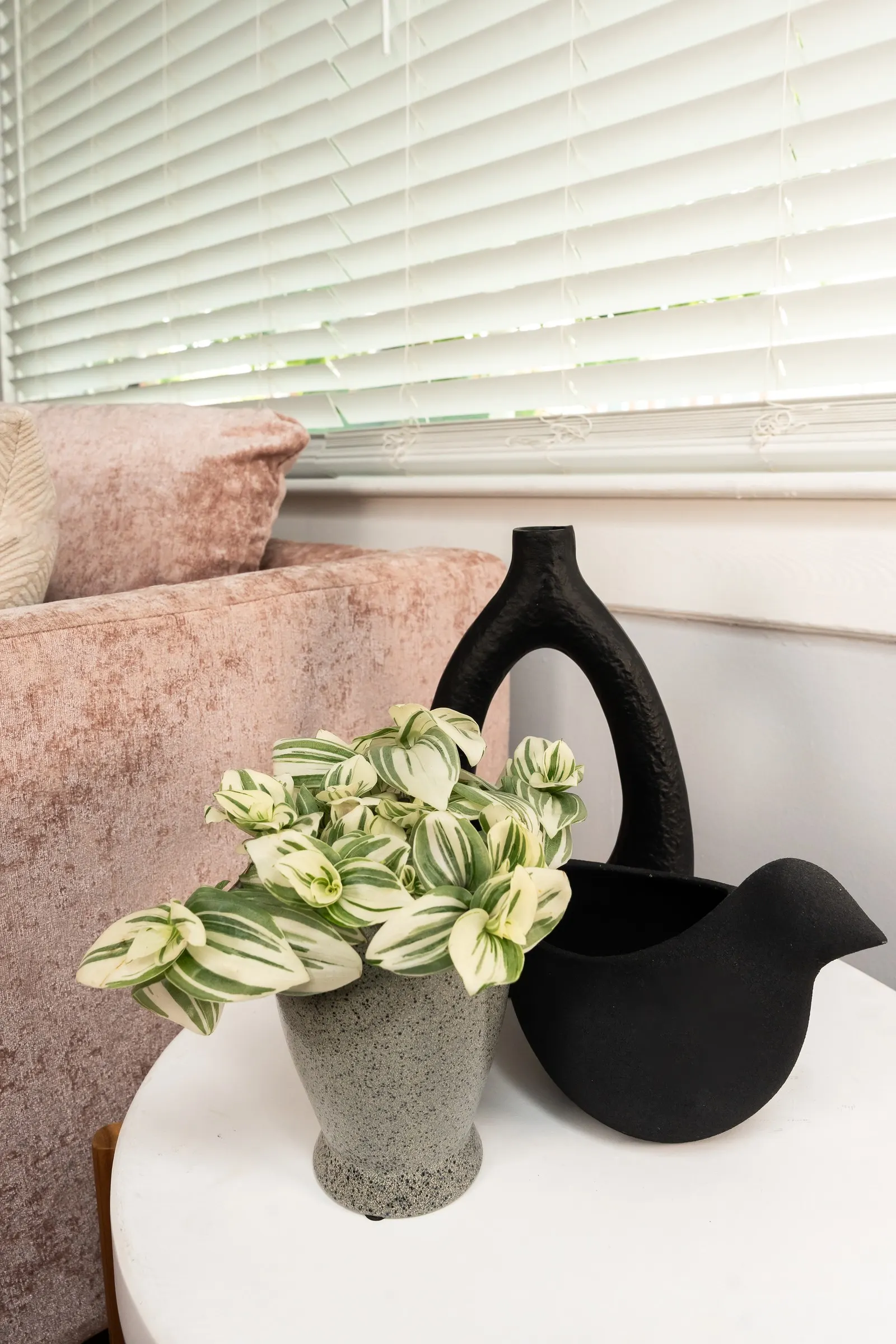 Feeling Frosty™ Inch Plant (Tradescantia hybrid) — The Tradescantia hybrid is a trailing houseplant with small white leaves delicately striped in cool green