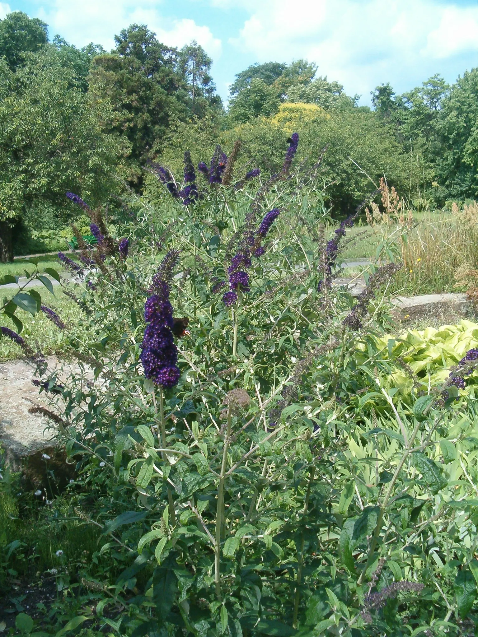 Black Knight Butterfly Bush (Buddleia Davidii 'Black Knight') — When establishing the Black Knight Butterfly Bush