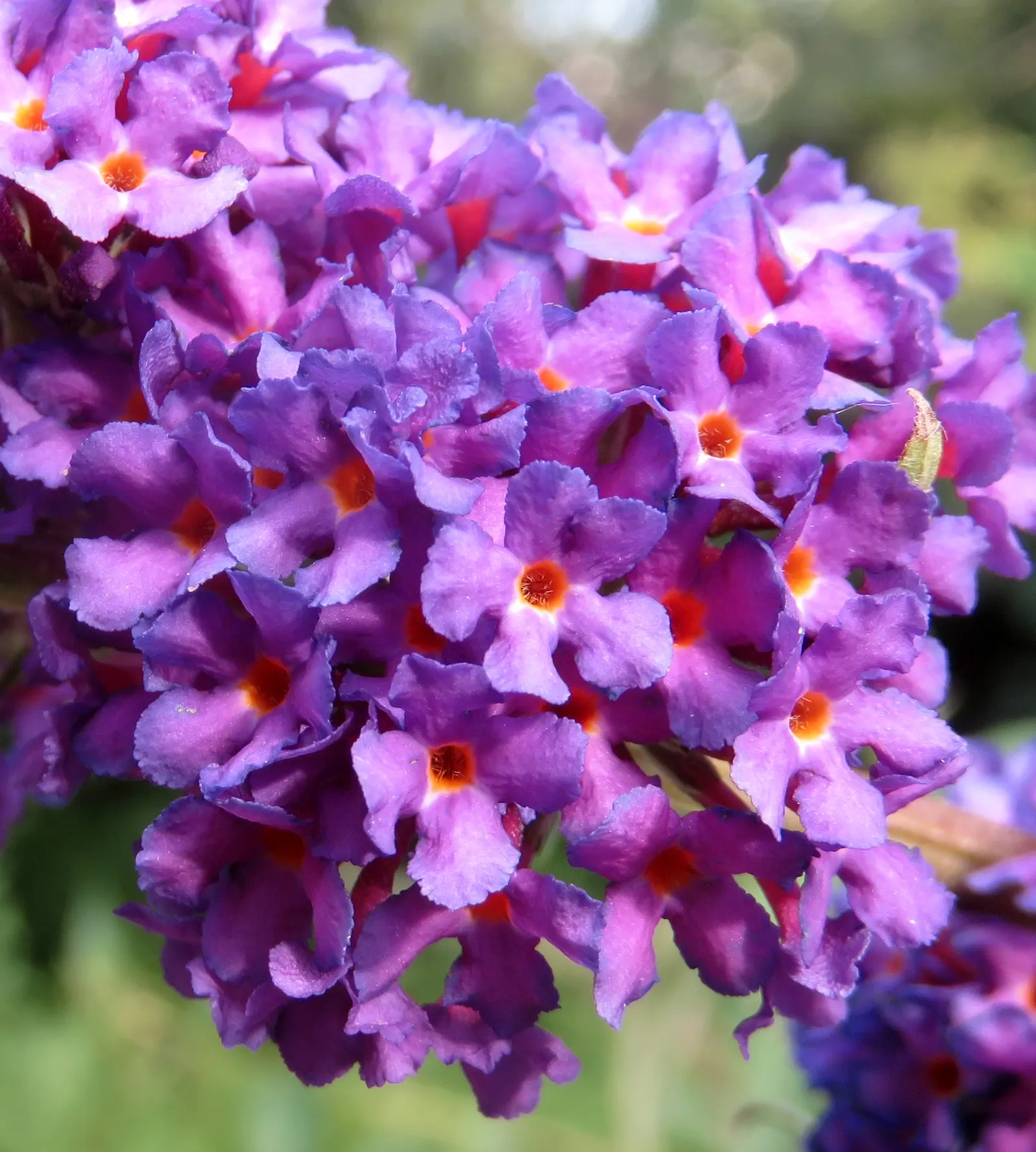 Black Knight Butterfly Bush (Buddleia Davidii 'Black Knight') — the Black Knight offers low maintenance appeal while creating a dramatic visual impact