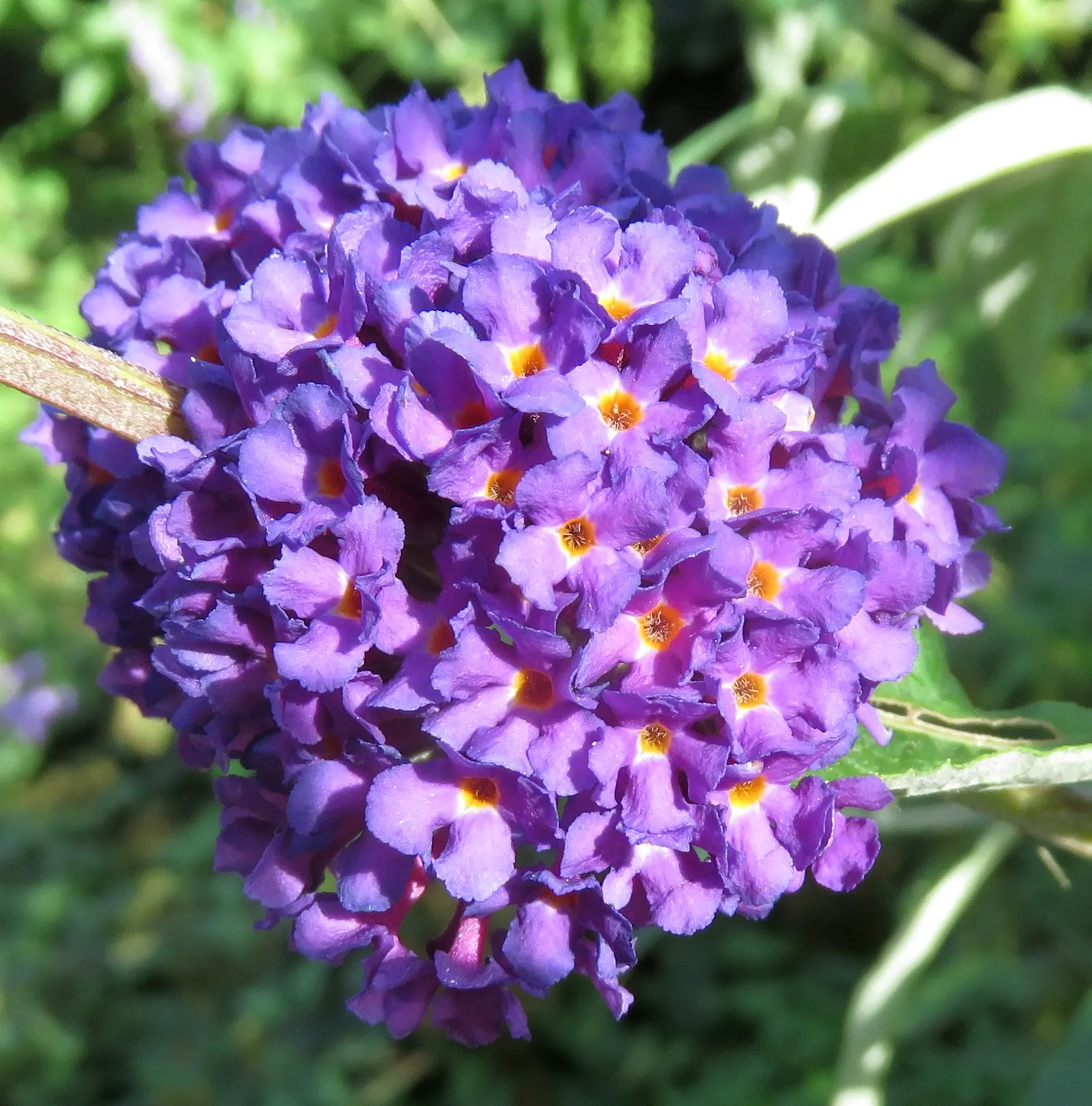 Black Knight Butterfly Bush (Buddleia Davidii 'Black Knight') — its fragrant blooms attract butterflies and hummingbirds from summer to autumn