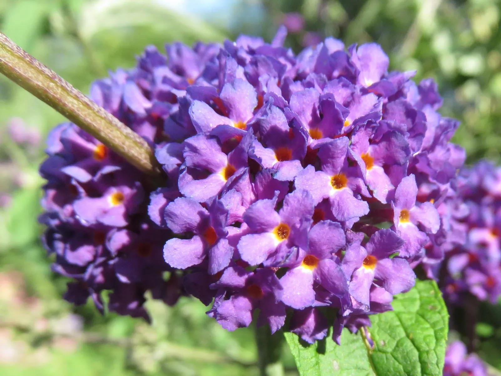 Black Knight Butterfly Bush (Buddleia Davidii 'Black Knight') — Hardy in zones 5-9, it requires full sun and well-drained soil
