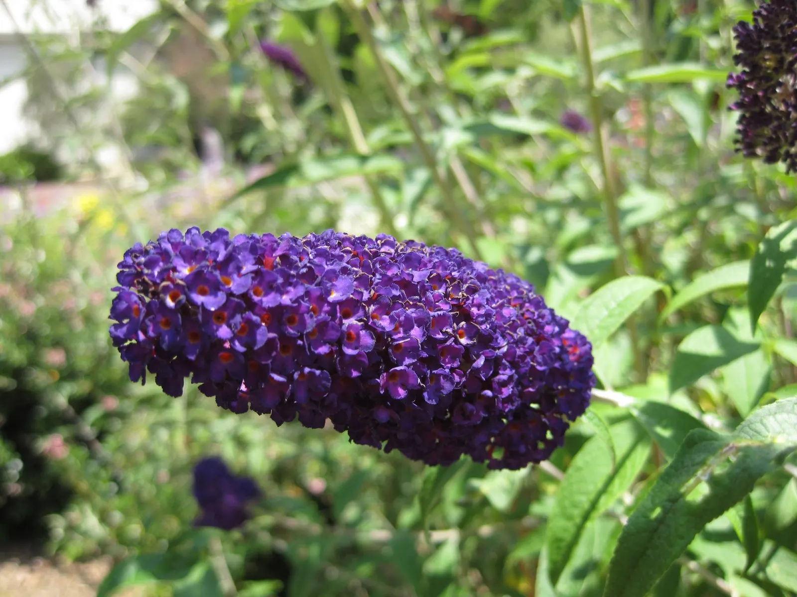 Black Knight Butterfly Bush (Buddleia Davidii 'Black Knight') — typically measuring 4 to 10 inches in length
