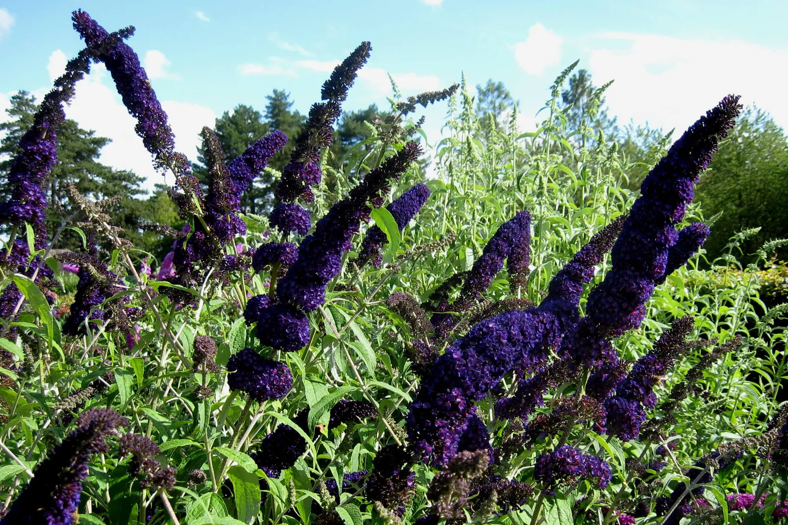 Black Knight Butterfly Bush (Buddleia Davidii 'Black Knight') — the Black Knight's flower clusters can reach up to 8 inches long