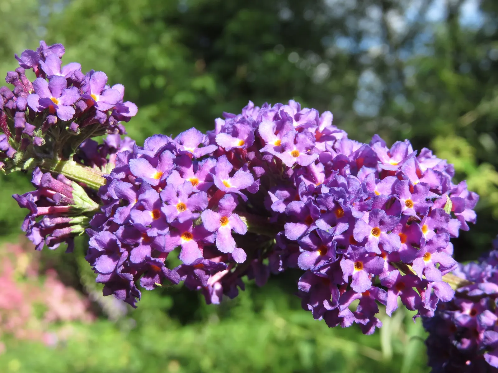 Black Knight Butterfly Bush (Buddleia Davidii 'Black Knight') — With an average height of 6-8 feet and a spread of 4-6 feet