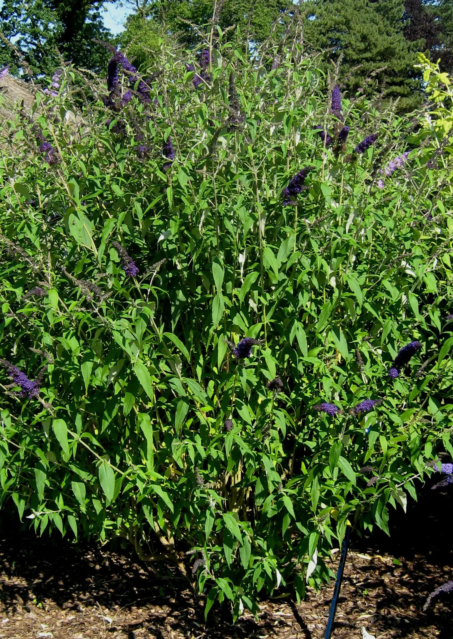 Black Knight Butterfly Bush (Buddleia Davidii 'Black Knight') — Growing to an average height of 6 to 8 feet with a spread of 4 to 6 feet