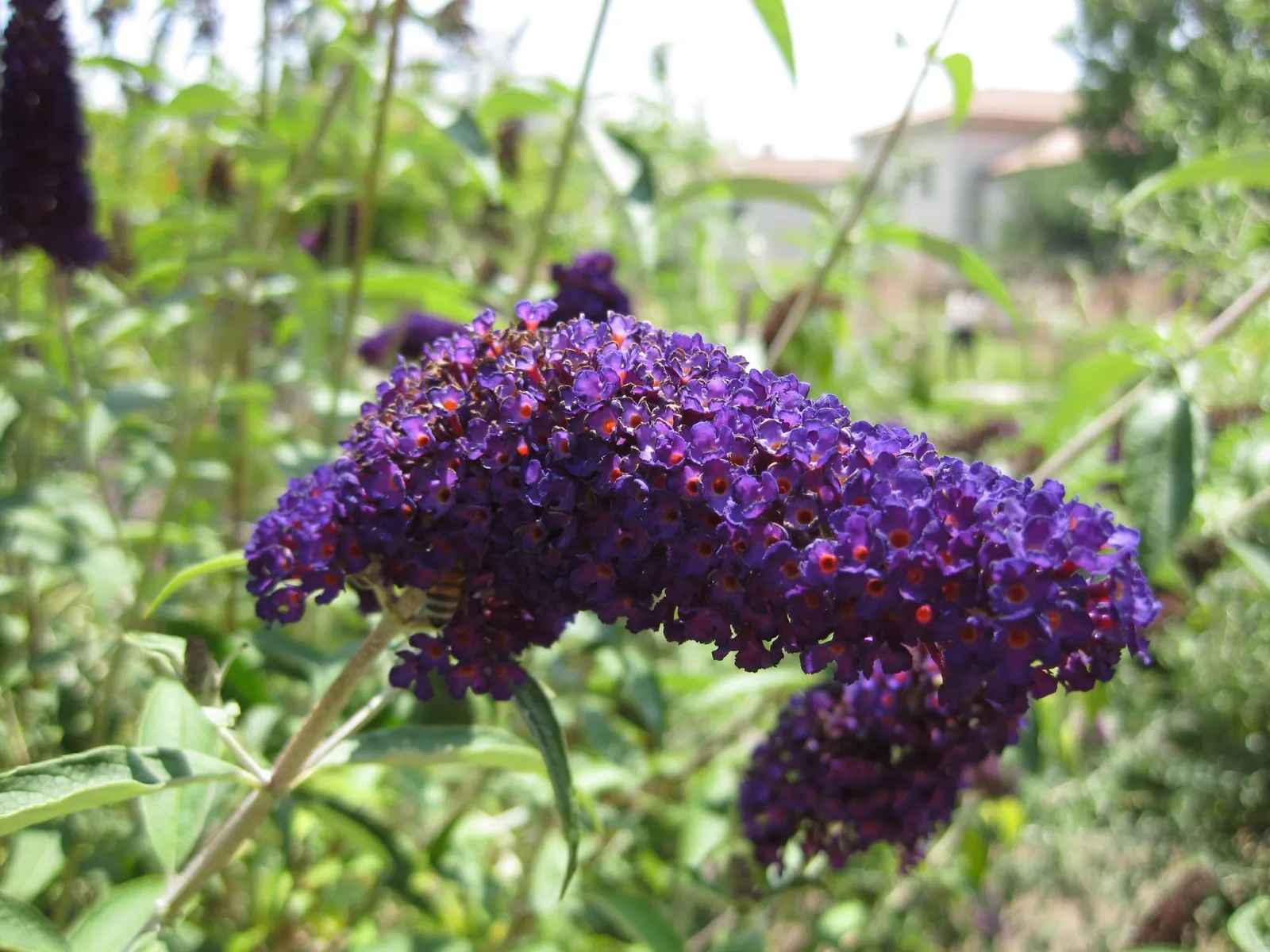 Black Knight Butterfly Bush (Buddleia Davidii 'Black Knight') — Prune in late winter for best flowering