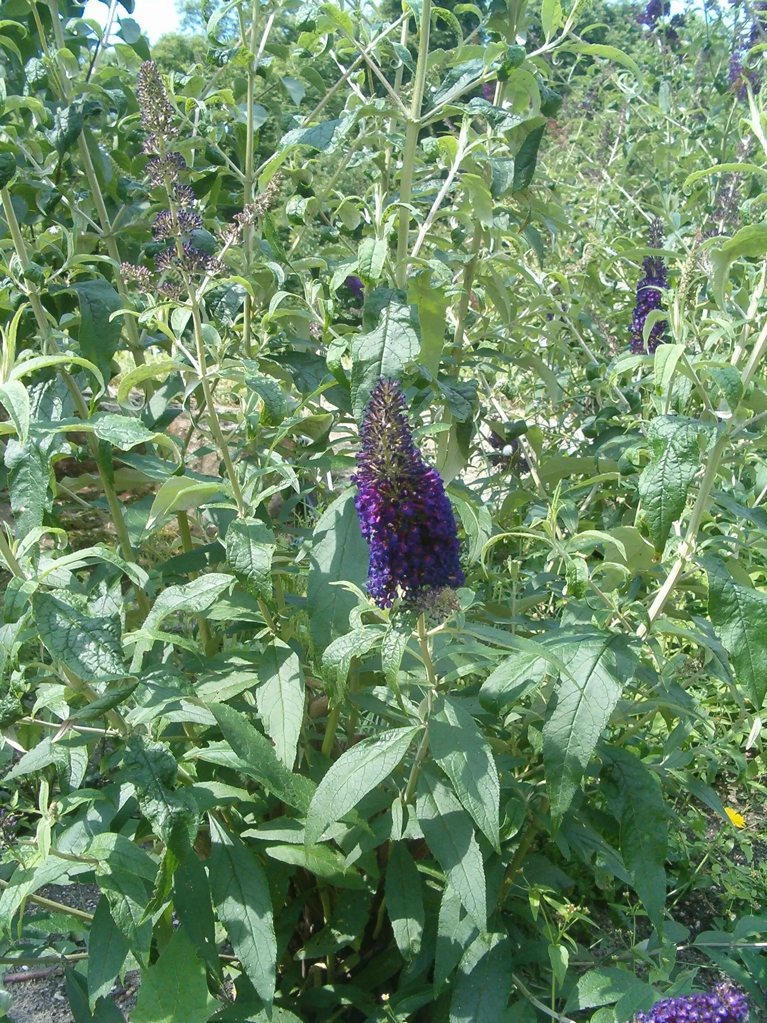 Black Knight Butterfly Bush (Buddleia Davidii 'Black Knight') — ensure that the soil is enriched with organic matter to support its growth