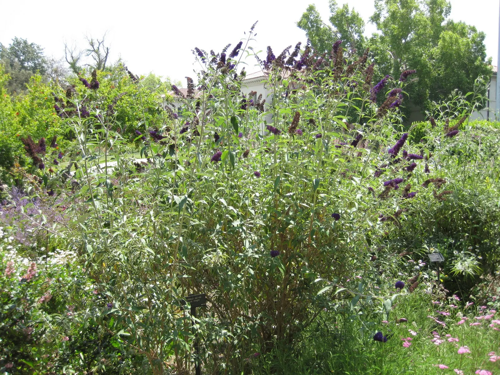 Black Knight Butterfly Bush (Buddleia Davidii 'Black Knight') — The Black Knight Butterfly Bush (Buddleia davidii 'Black Knight') is a striking deciduous shrub