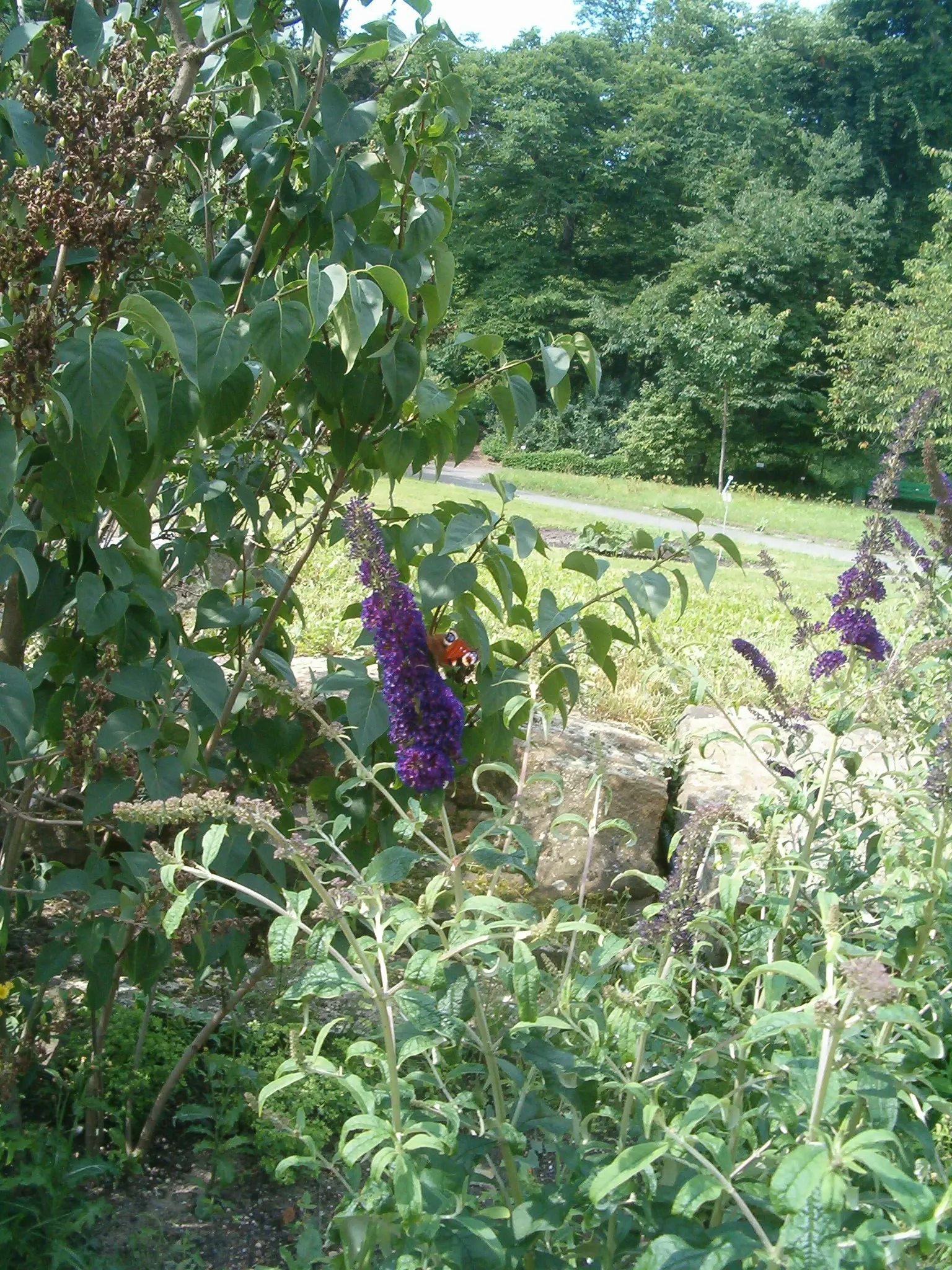 Black Knight Butterfly Bush (Buddleia Davidii 'Black Knight') — An essential addition to any pollinator garden or as a vibrant backdrop to perennial beds