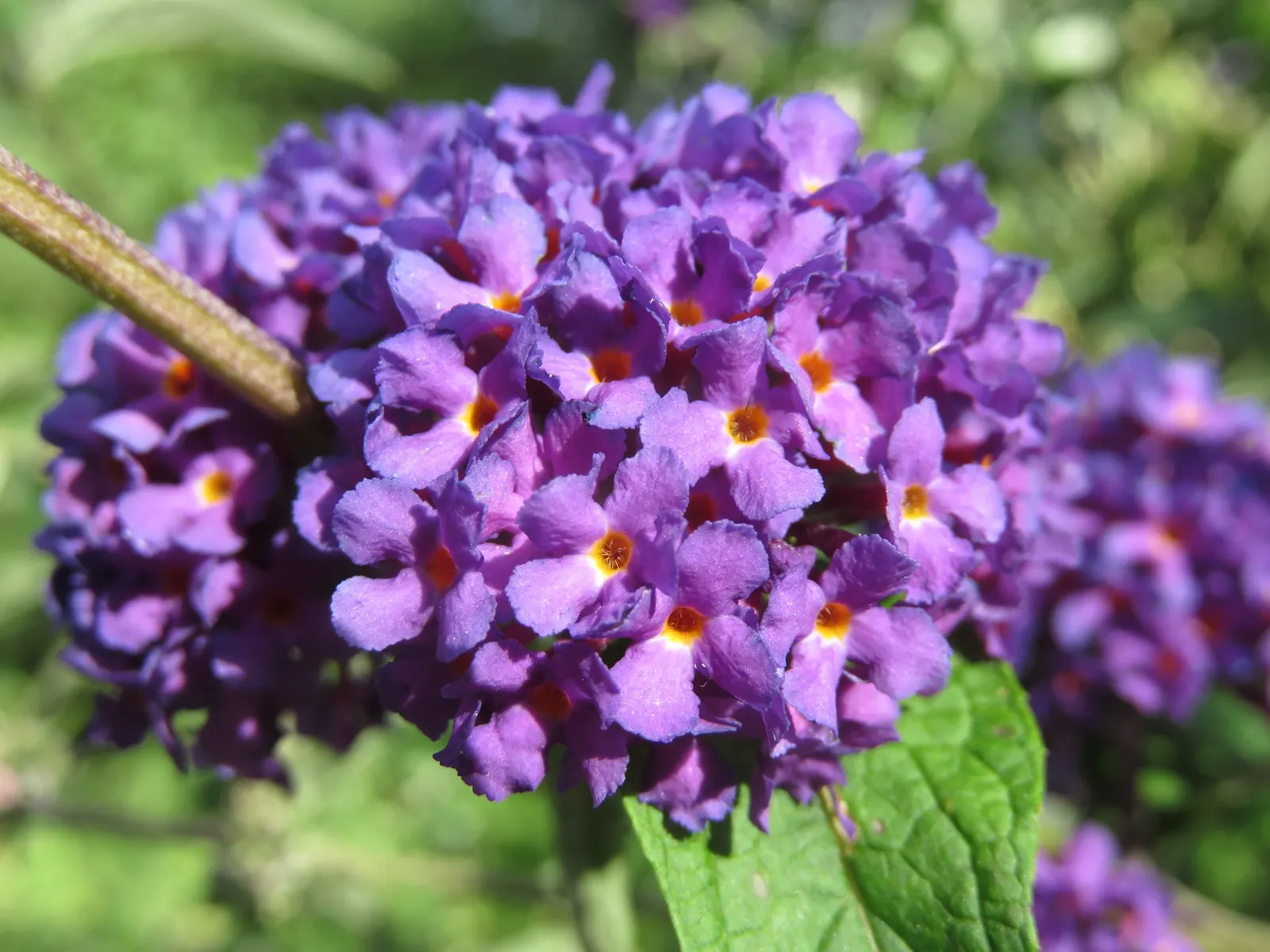 Black Knight Butterfly Bush (Buddleia Davidii 'Black Knight') — emitting a honey-scented fragrance that draws butterflies