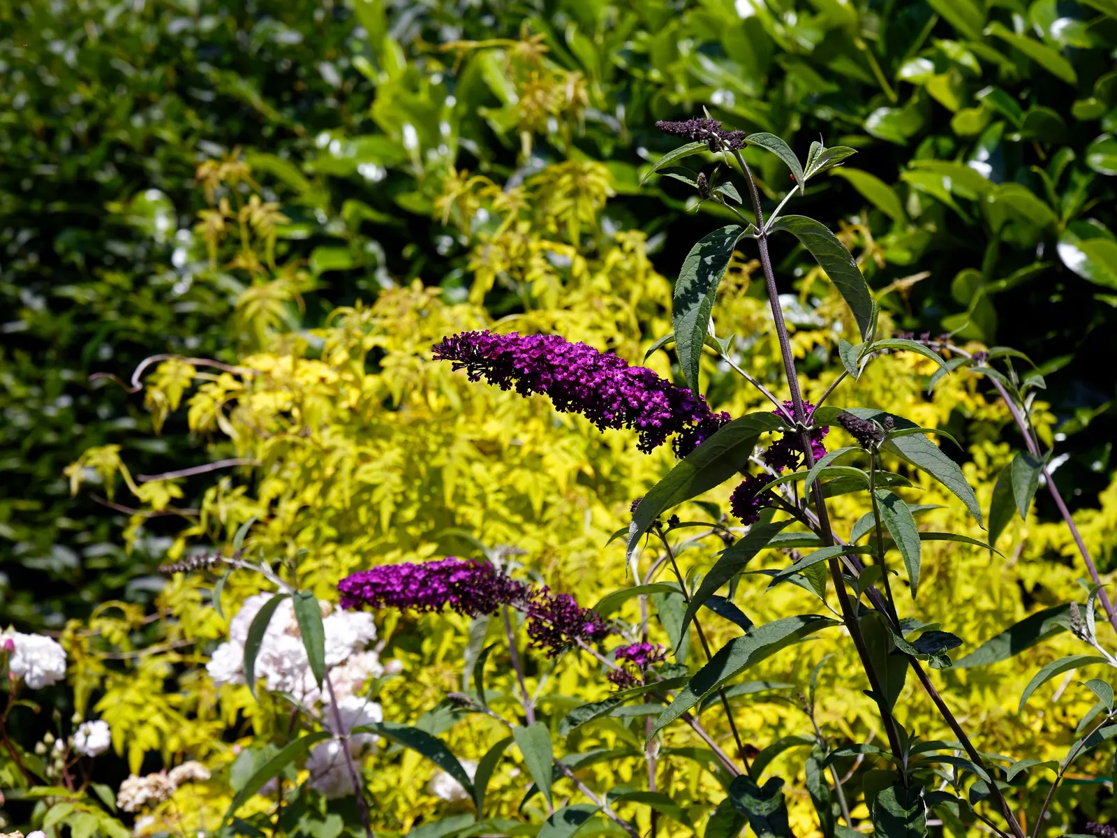 Black Knight Butterfly Bush (Buddleia Davidii 'Black Knight') — plant in a location that receives full sunlight