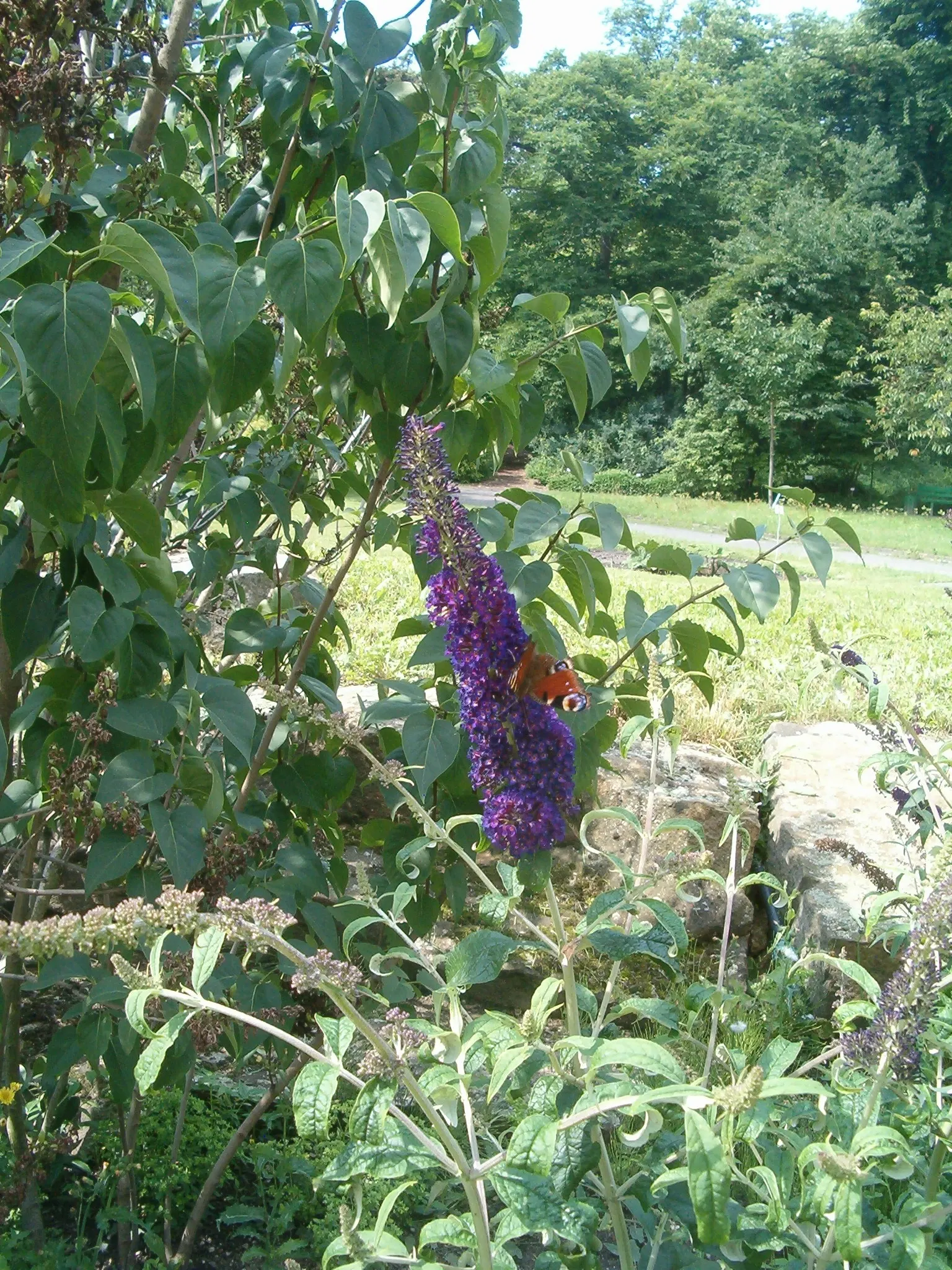 Black Knight Butterfly Bush (Buddleia Davidii 'Black Knight') — it requires minimal watering but may need extra irrigation during extended dry spells