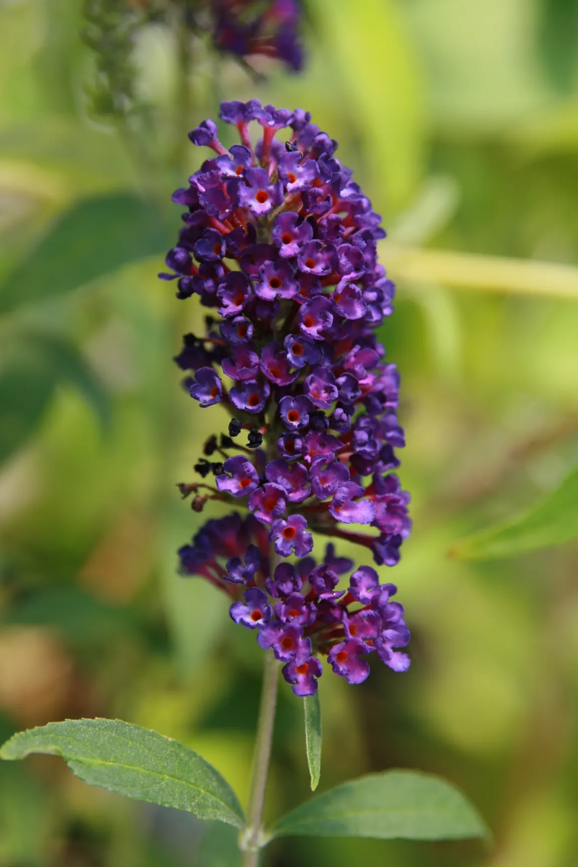 Black Knight Butterfly Bush (Buddleia Davidii 'Black Knight') — renowned for its dense panicles of deep violet to dark purple flowers