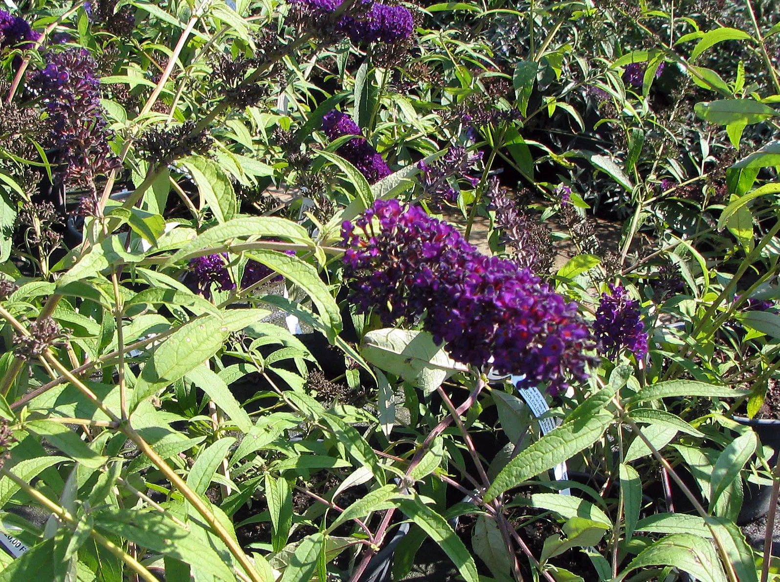 Black Knight Butterfly Bush (Buddleia Davidii 'Black Knight') — and beneficial pollinators